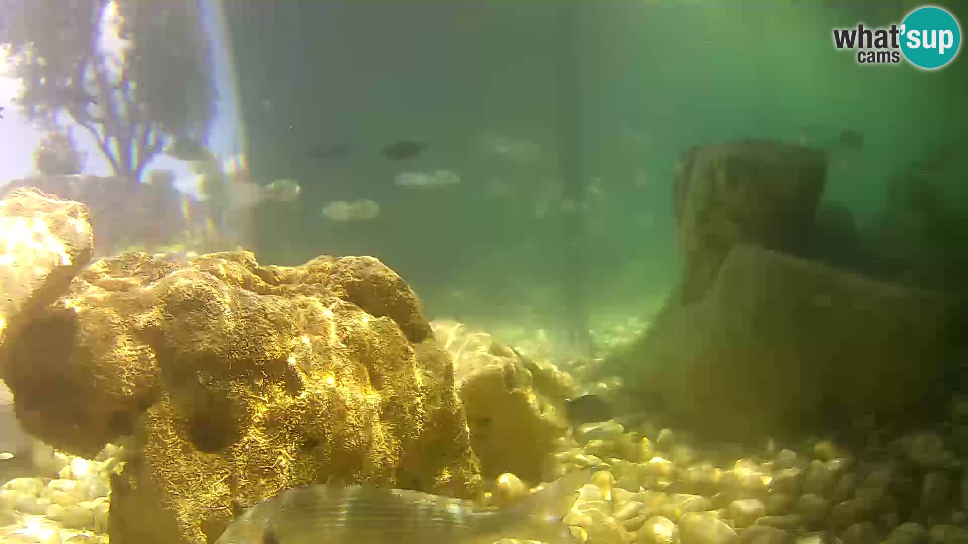 Webcam de l’aquarium marin extérieur de Rogoznica Croatie