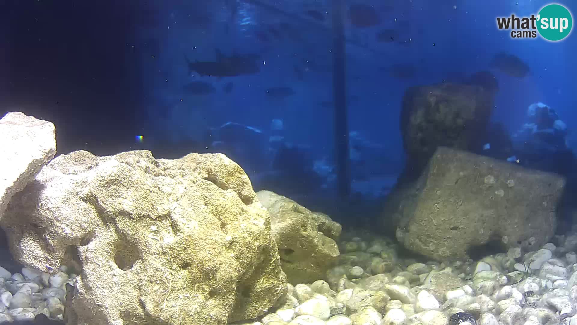 Outdoor Marine Aquarium Rogoznica webcam Croatia