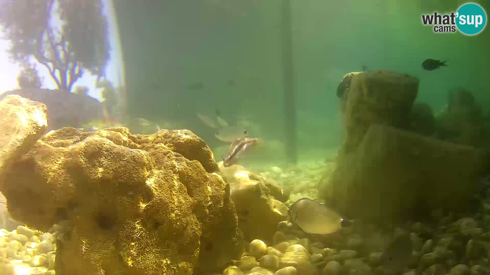 Webcam de l’aquarium marin extérieur de Rogoznica Croatie