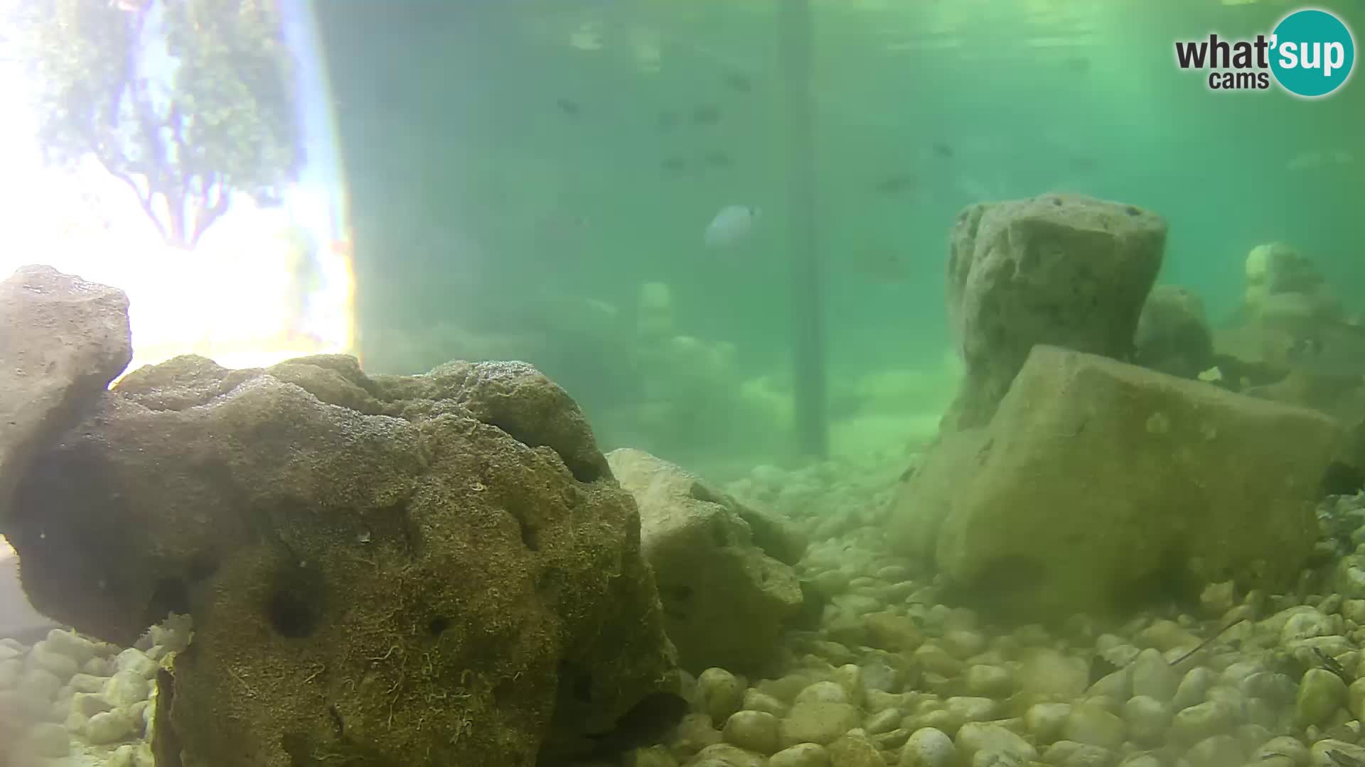 Outdoor Marine Aquarium Rogoznica webcam Croatia