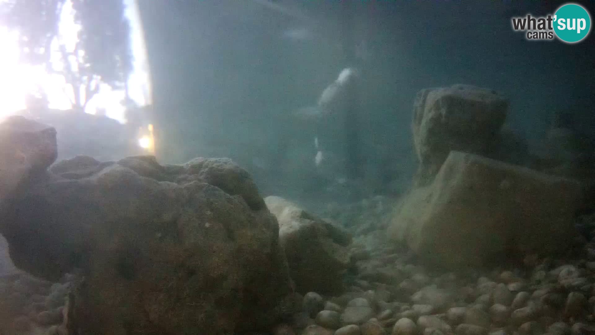 Zunanji morski akvarij Rogoznica spletna kamera Hrvaška