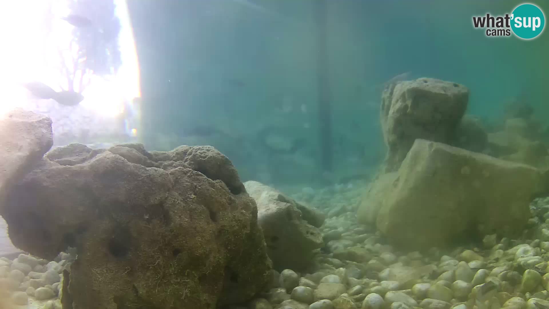 Outdoor Marine Aquarium Rogoznica webcam Croatia