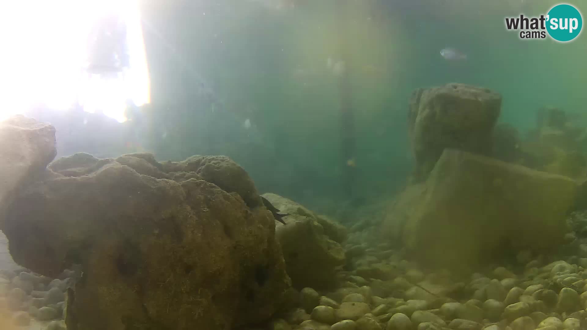 Aquario marino esterno –  Rogoznica livecam Croazia