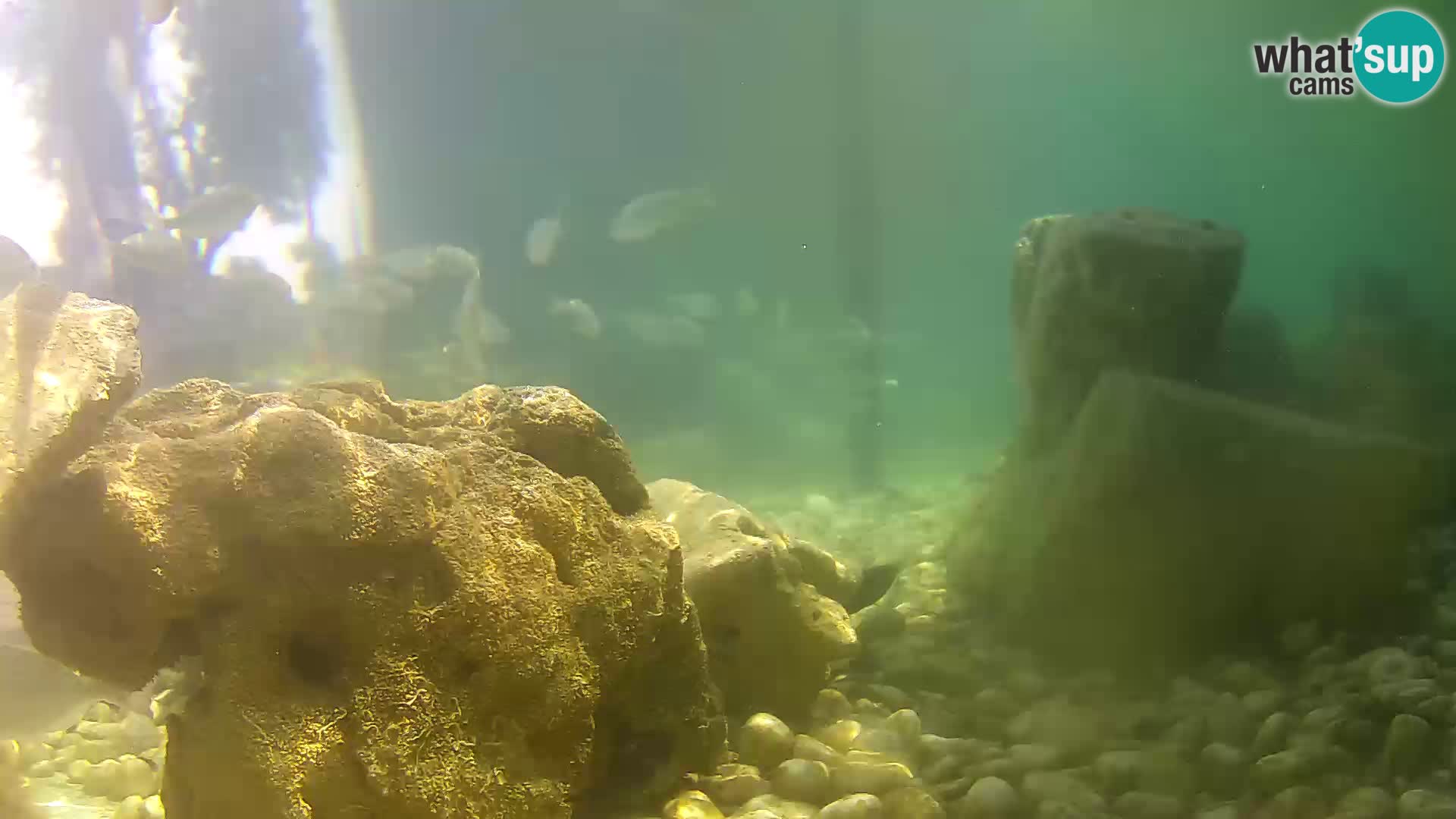 Outdoor Marine Aquarium Rogoznica webcam Croatia