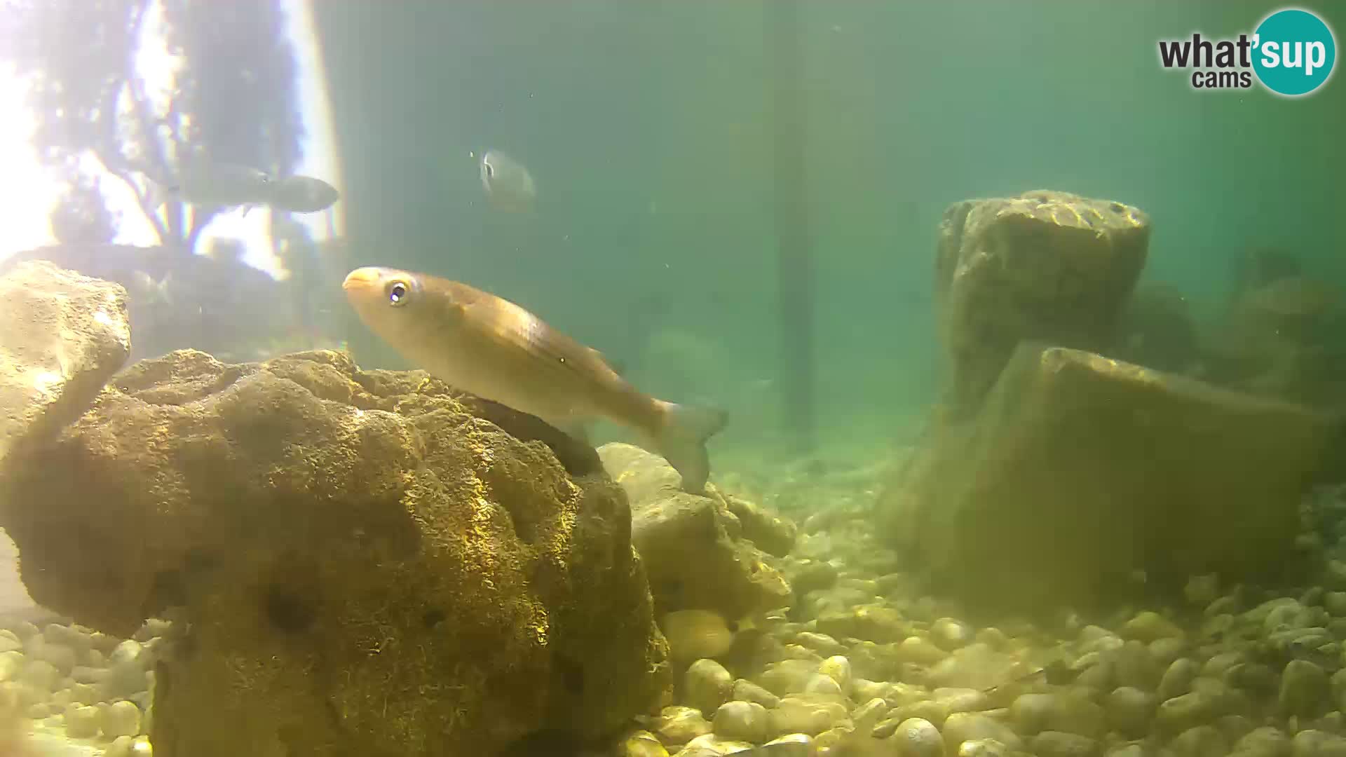 Webcam de l’aquarium marin extérieur de Rogoznica Croatie