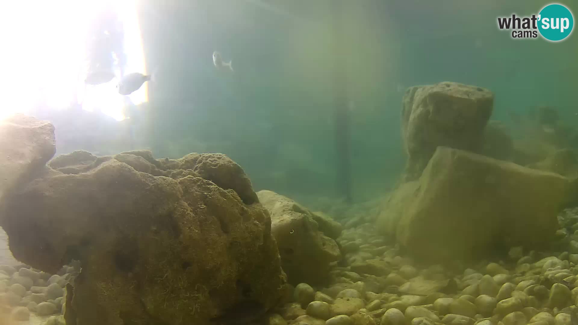 Acuario marino al aire libre Rogoznica webcam Croacia