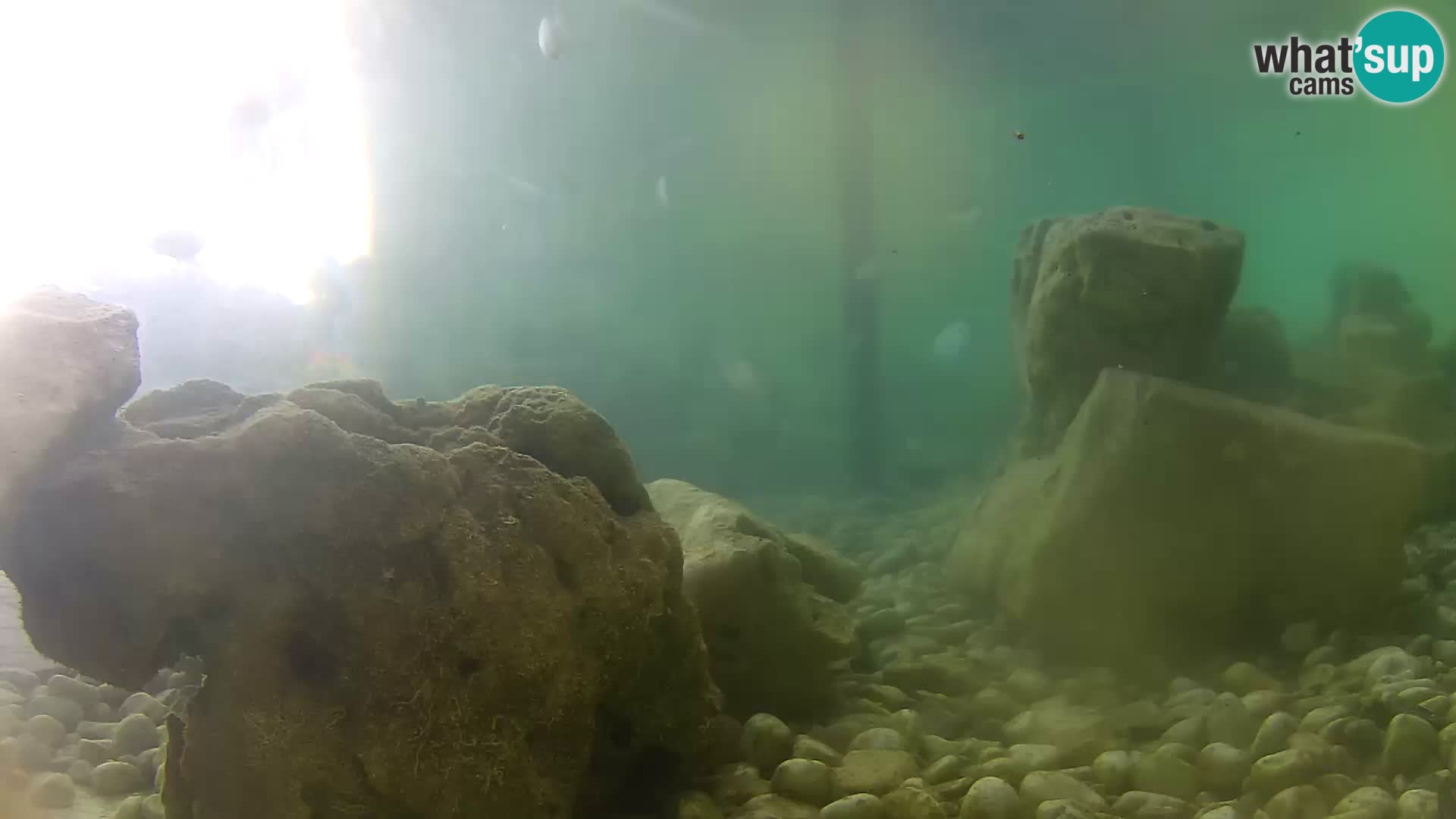 Webcam de l’aquarium marin extérieur de Rogoznica Croatie