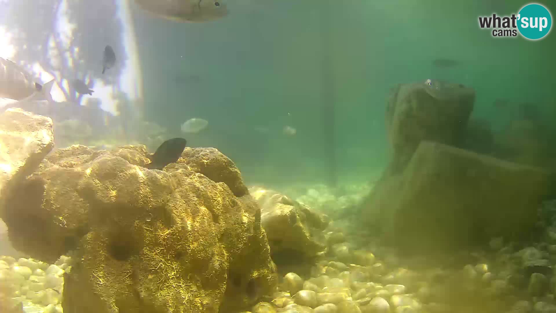 Outdoor Marine Aquarium Rogoznica webcam Croatia