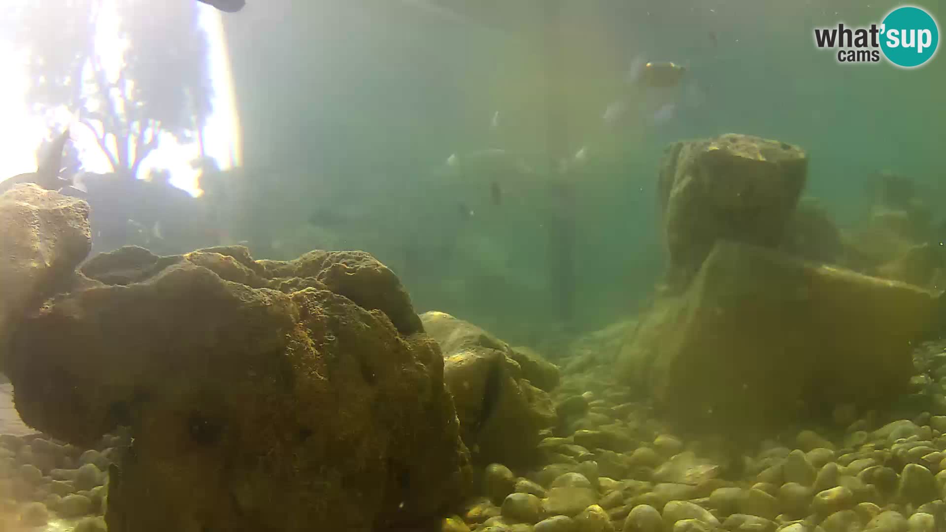 Outdoor Marine Aquarium Rogoznica webcam Croatia