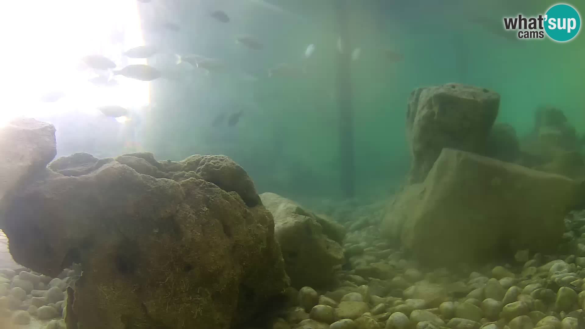 Zunanji morski akvarij Rogoznica spletna kamera Hrvaška
