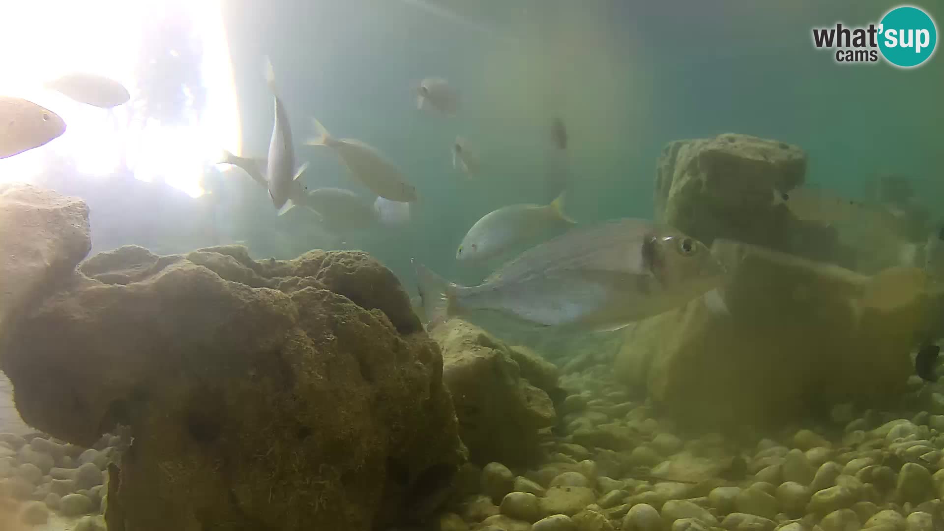Outdoor Marine Aquarium Rogoznica webcam Croatia