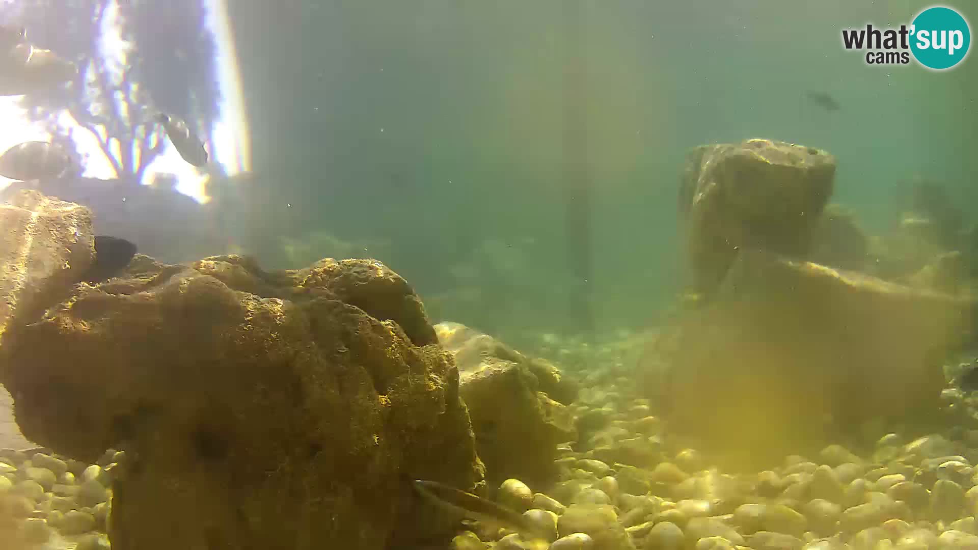 Aquario marino esterno –  Rogoznica livecam Croazia
