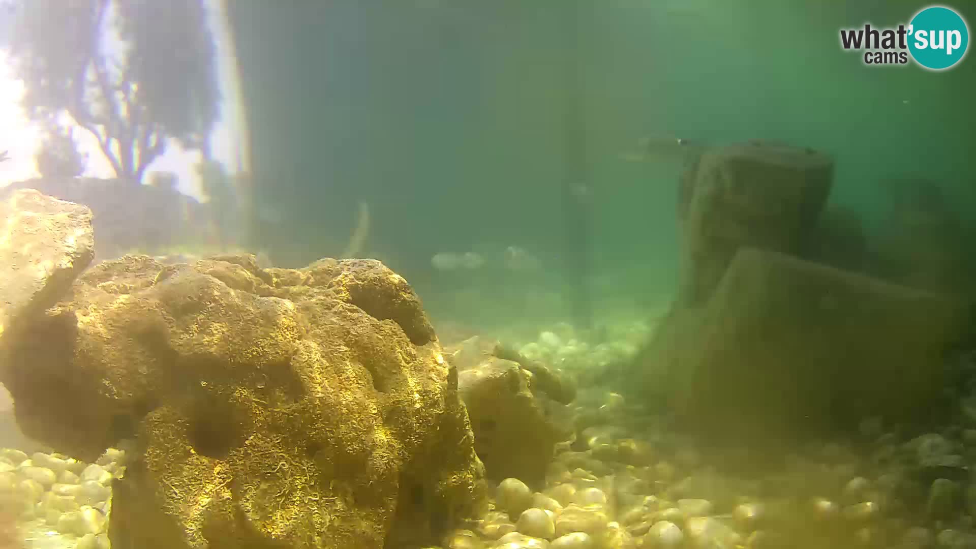 Aquario marino esterno –  Rogoznica livecam Croazia