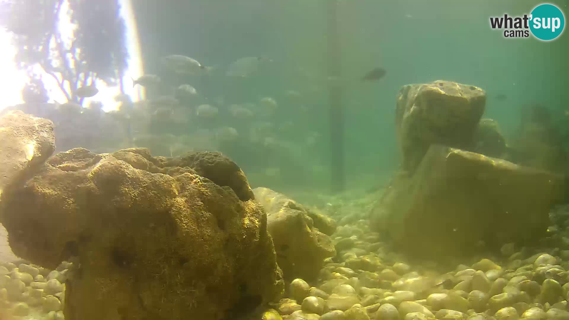 Webcam de l’aquarium marin extérieur de Rogoznica Croatie