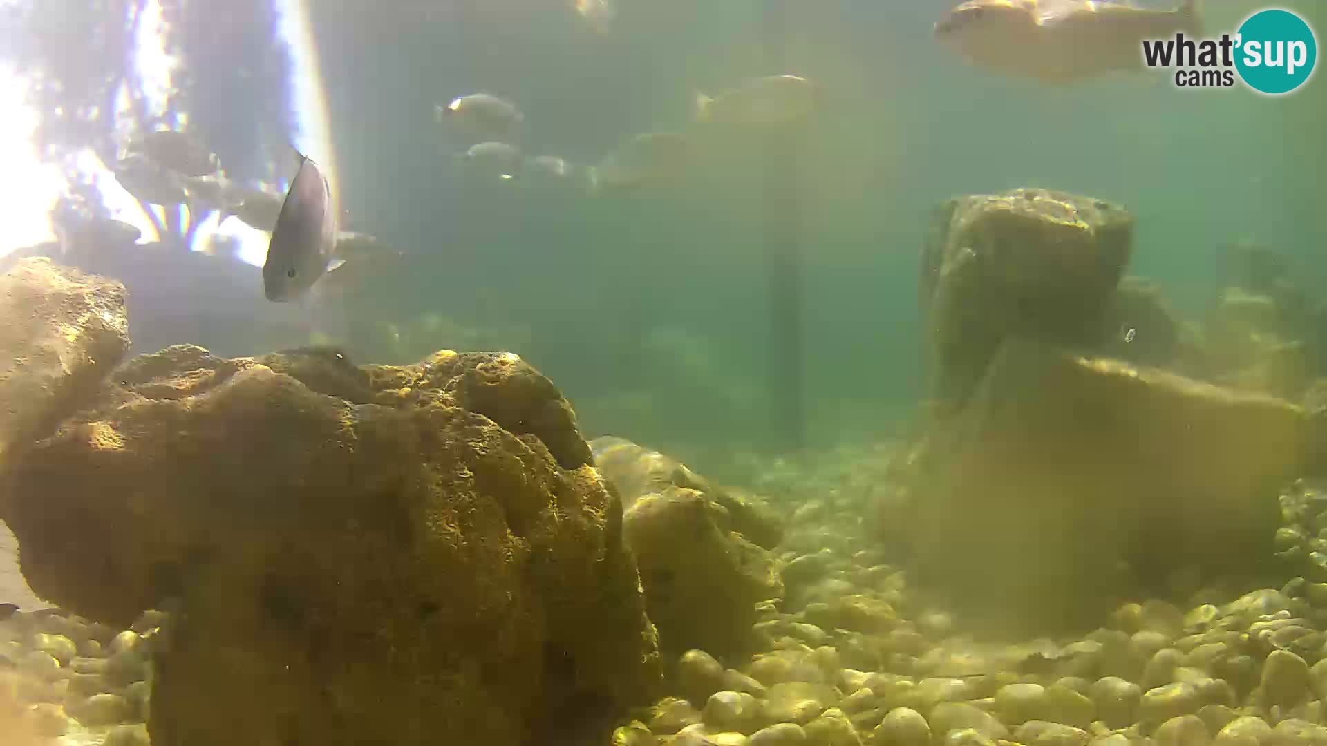 Webcam de l’aquarium marin extérieur de Rogoznica Croatie