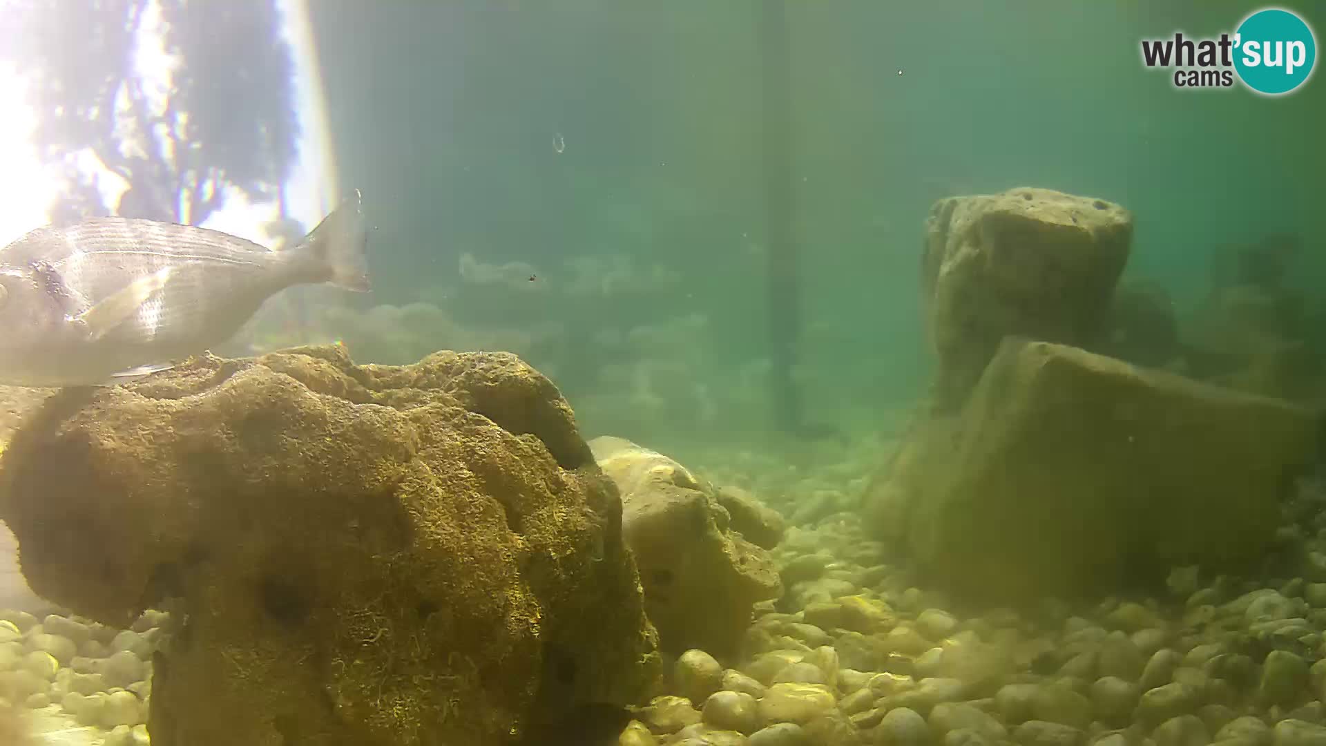 Zunanji morski akvarij Rogoznica spletna kamera Hrvaška