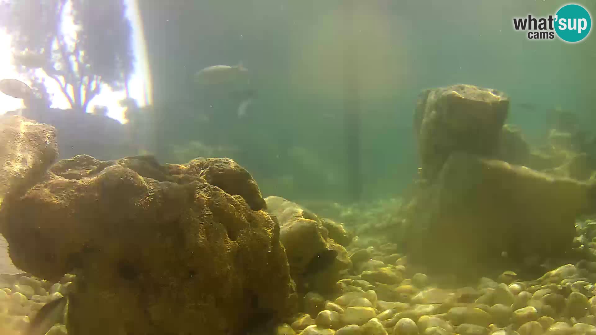 Acuario marino al aire libre Rogoznica webcam Croacia