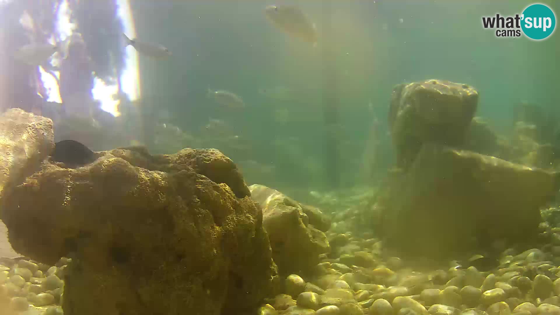 Aquario marino esterno –  Rogoznica livecam Croazia