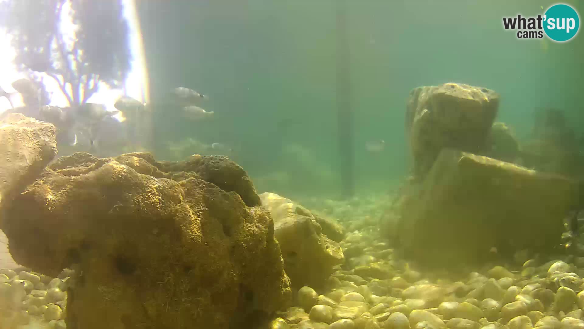 Acuario marino al aire libre Rogoznica webcam Croacia