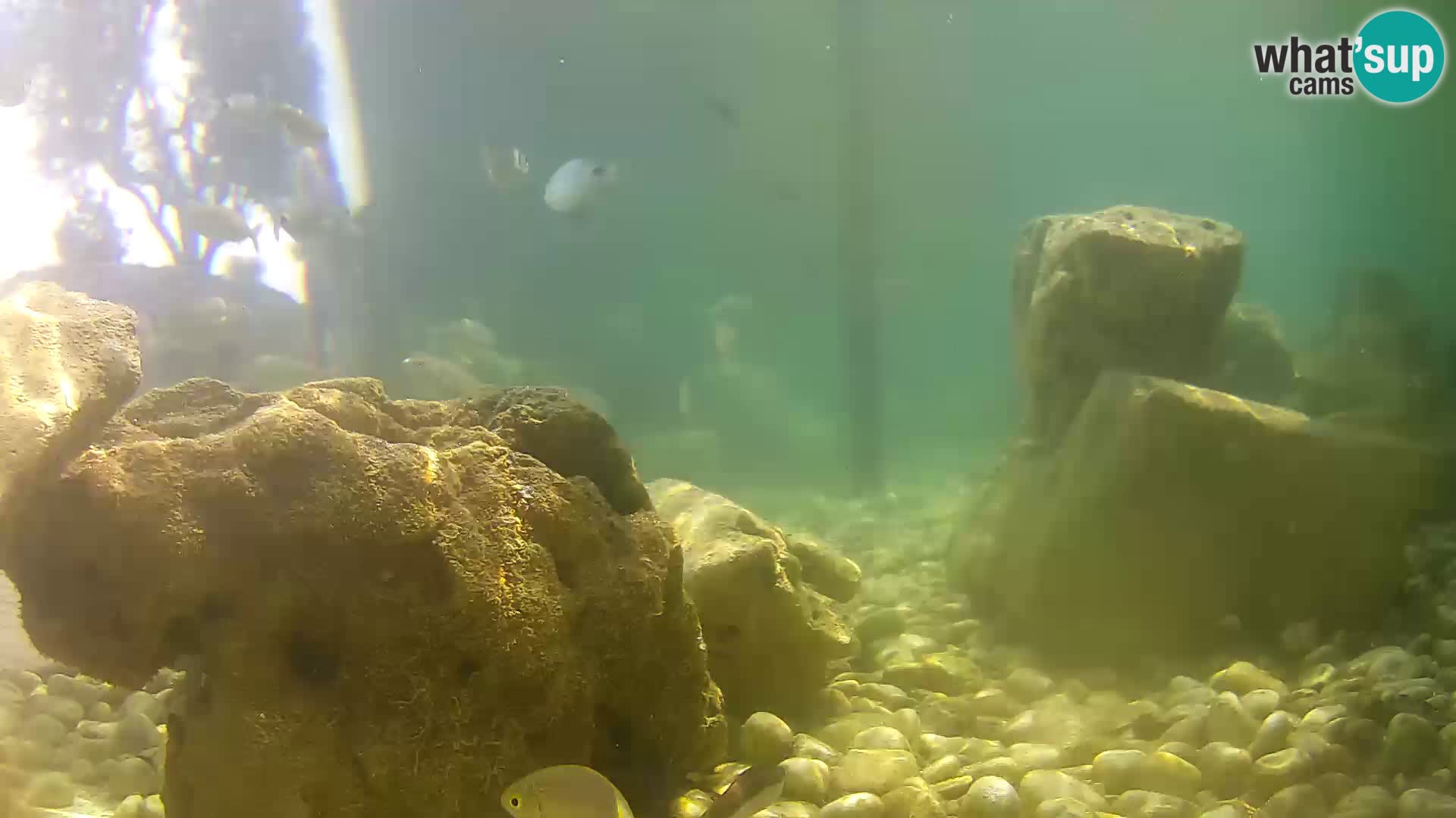 Zunanji morski akvarij Rogoznica spletna kamera Hrvaška