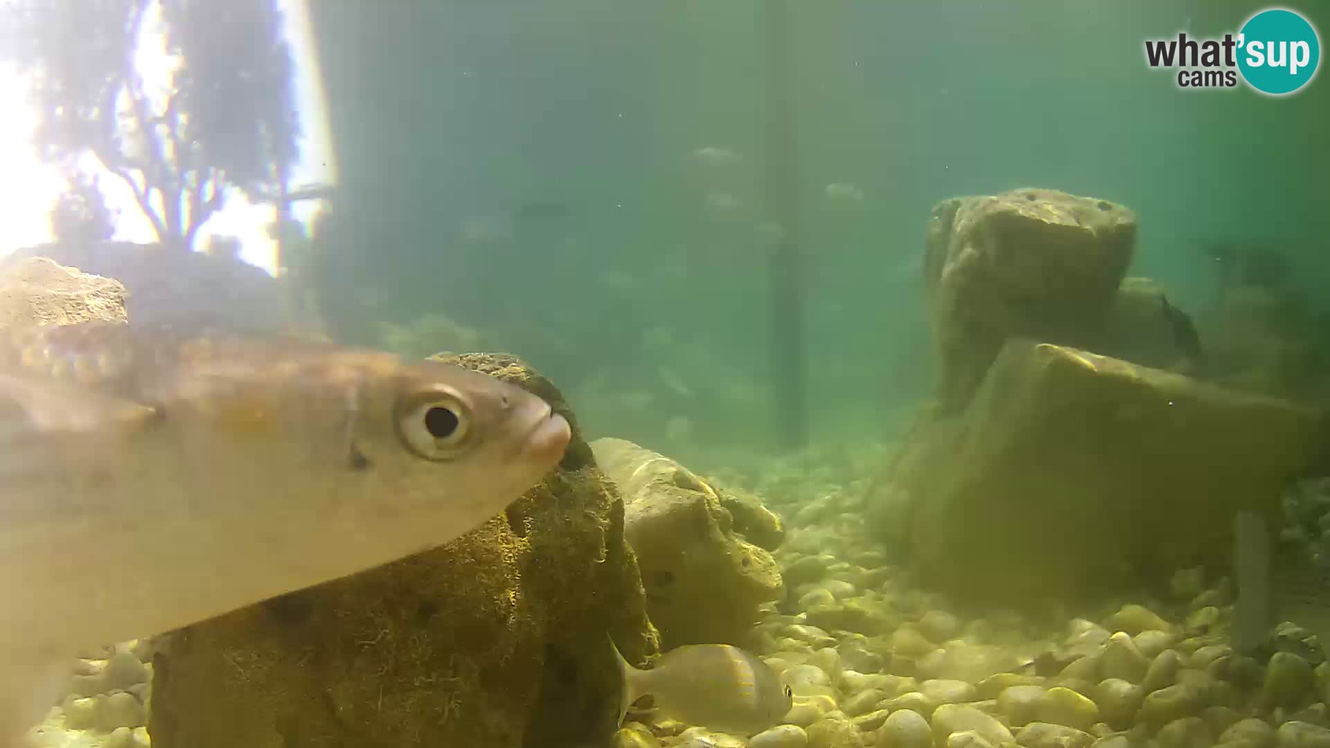 Outdoor Marine Aquarium Rogoznica webcam Croatia