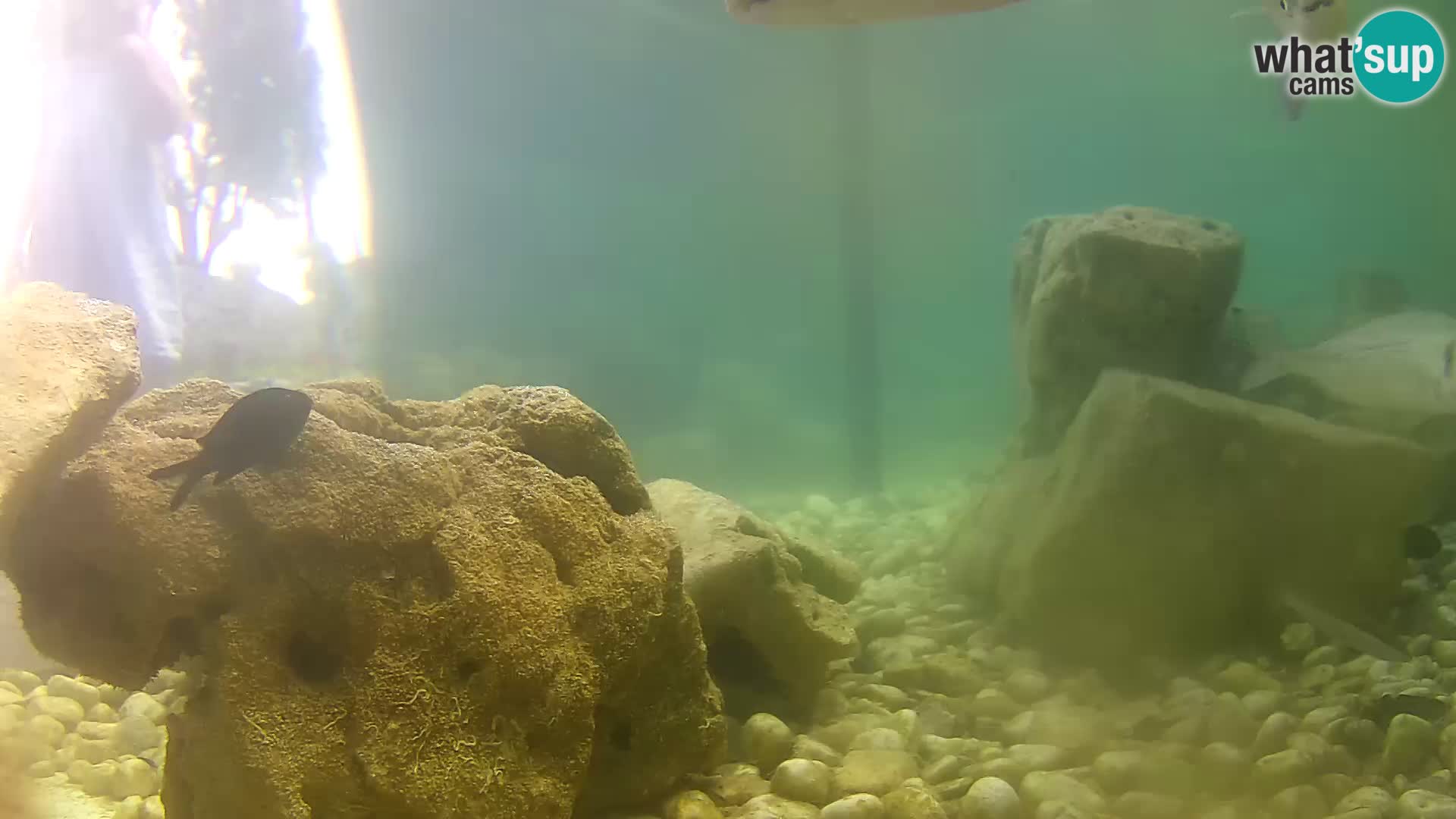 Marine Aquarium im Freien Rogoznica webcam Kroatien