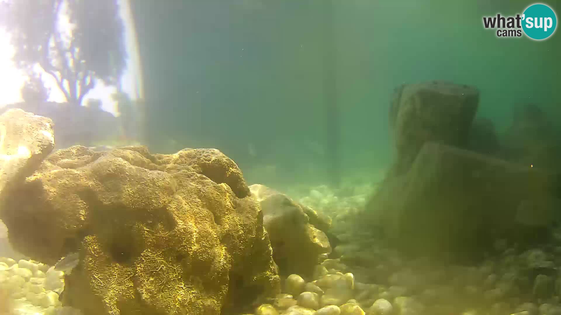Aquario marino esterno –  Rogoznica livecam Croazia