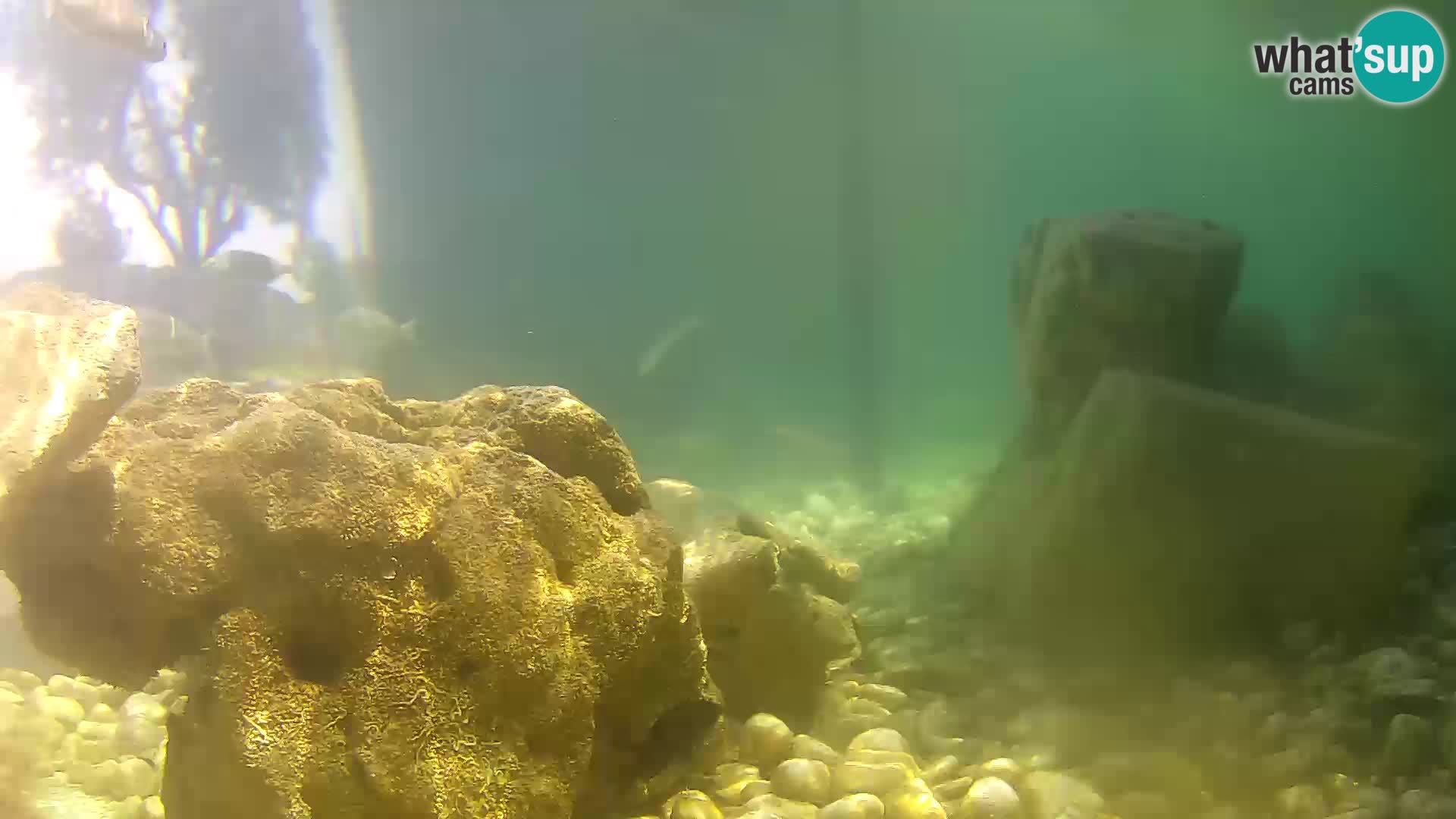 Aquario marino esterno –  Rogoznica livecam Croazia