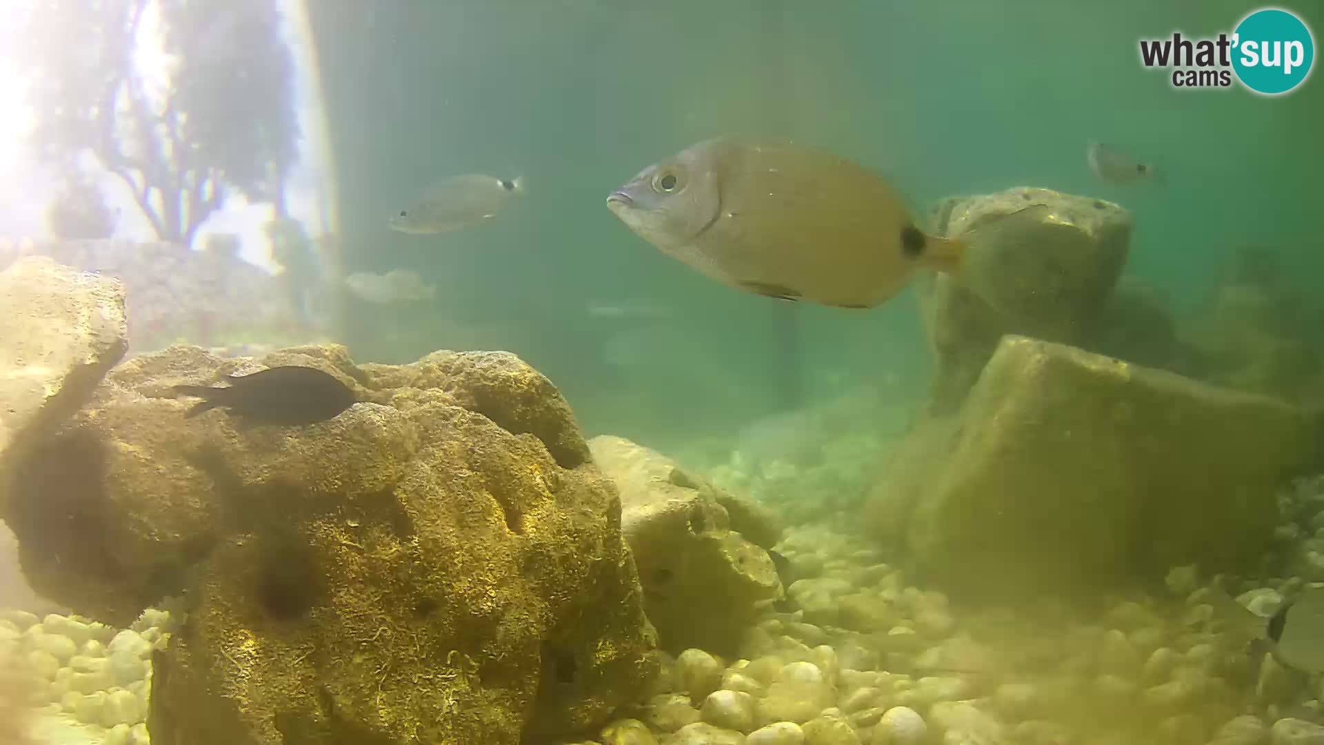 Acuario marino al aire libre Rogoznica webcam Croacia