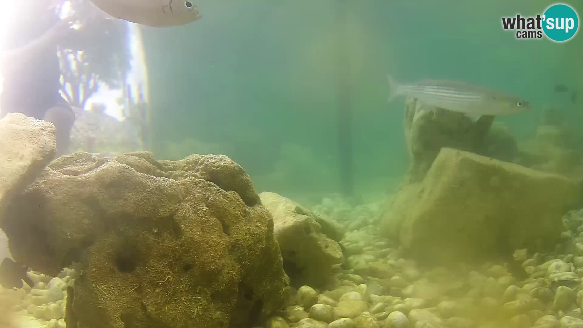 Outdoor Marine Aquarium Rogoznica webcam Croatia