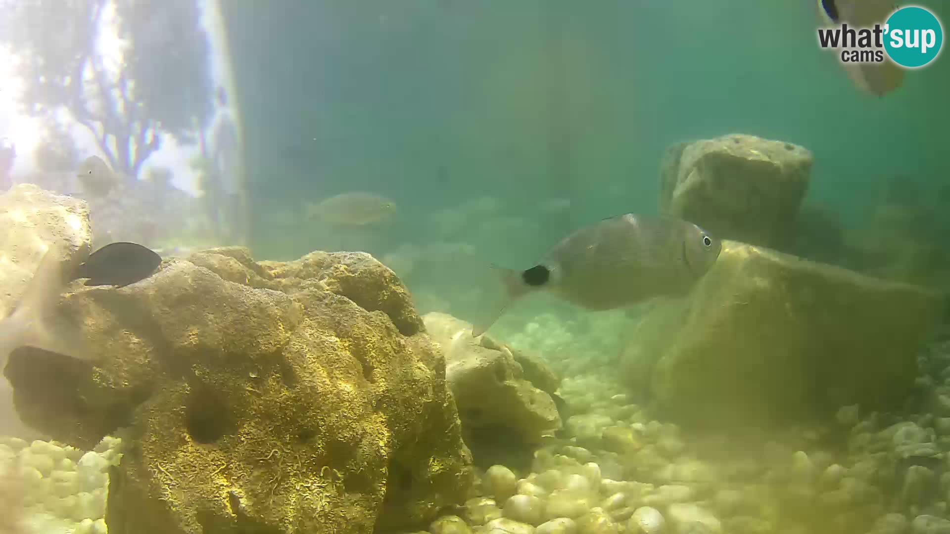 Outdoor Marine Aquarium Rogoznica webcam Croatia
