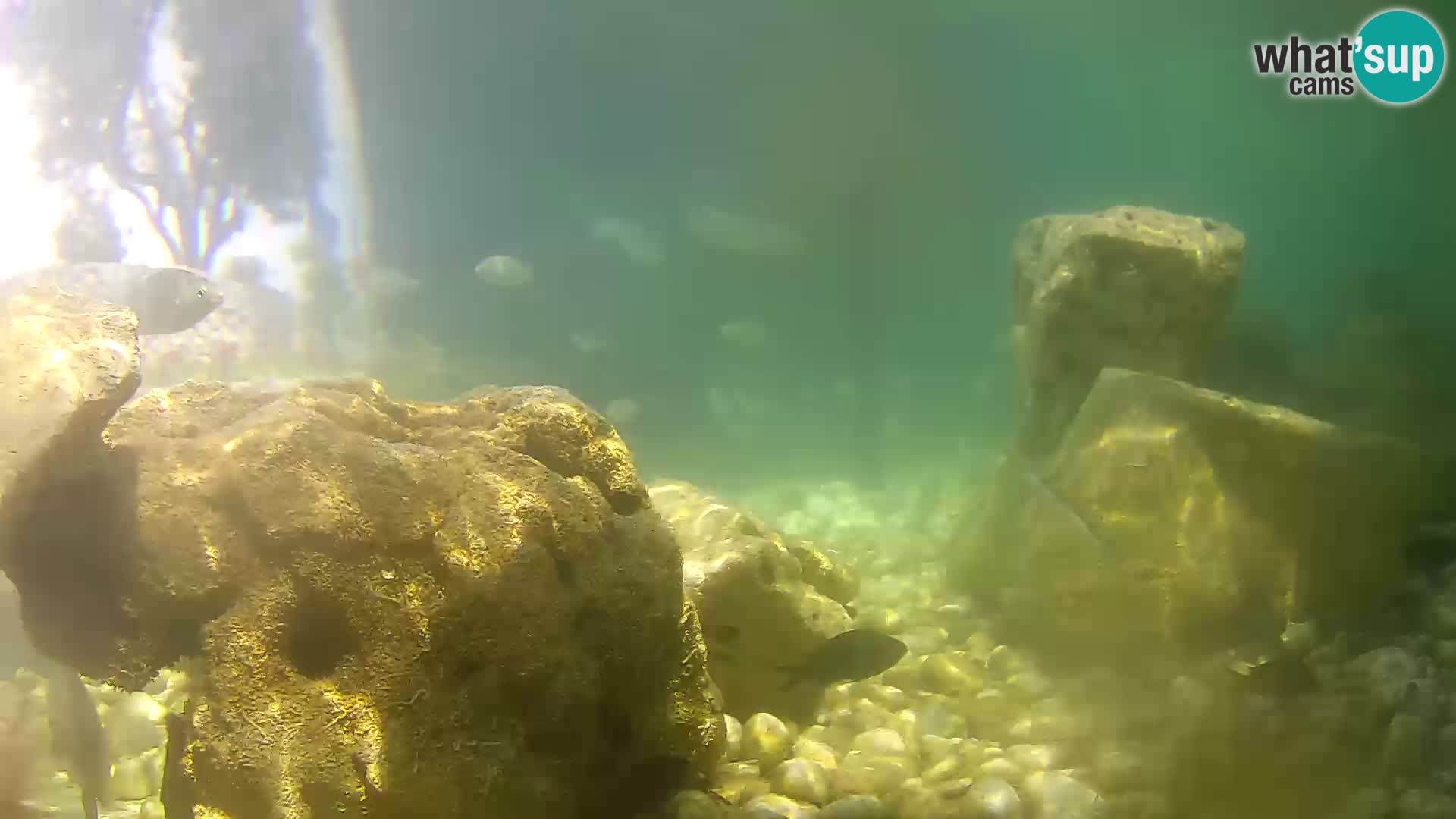 Outdoor Marine Aquarium Rogoznica webcam Croatia