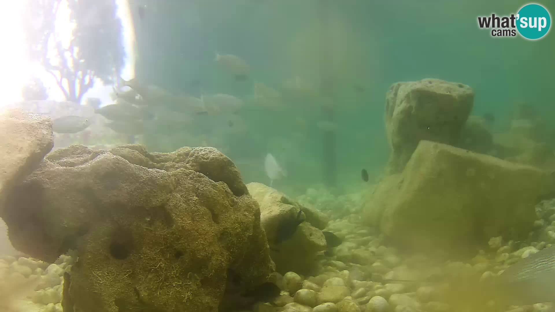 Zunanji morski akvarij Rogoznica spletna kamera Hrvaška