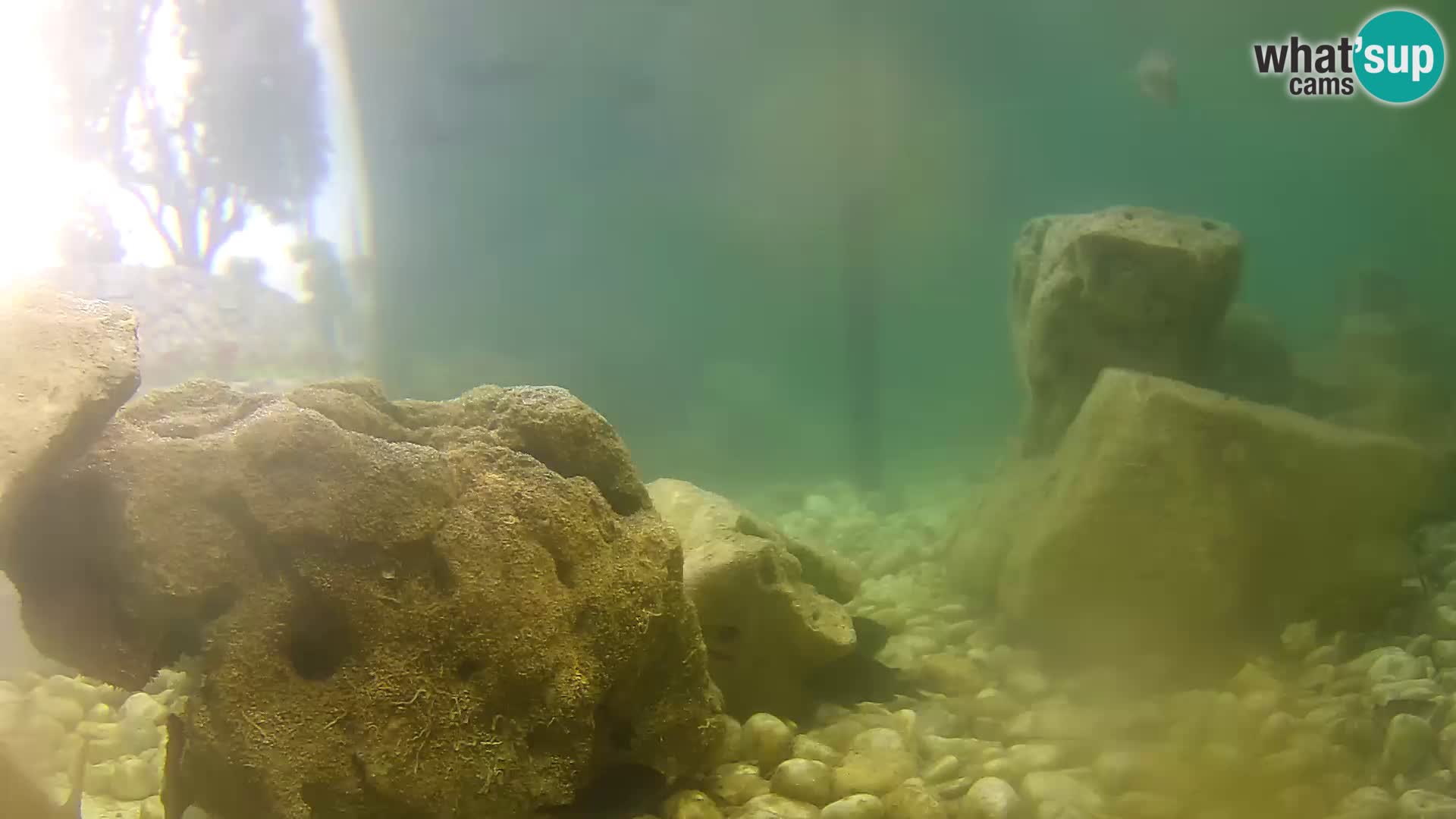 Zunanji morski akvarij Rogoznica spletna kamera Hrvaška