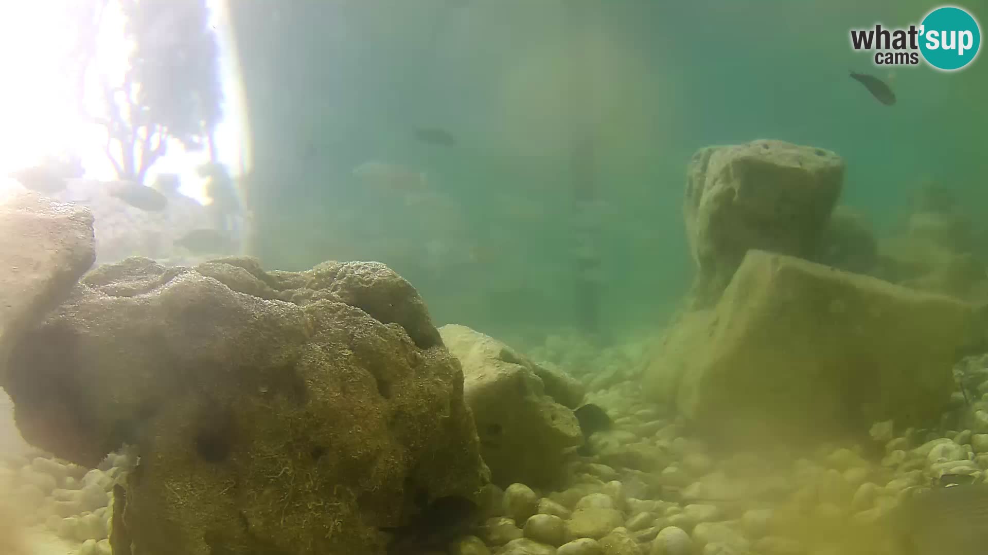 Outdoor Marine Aquarium Rogoznica webcam Croatia