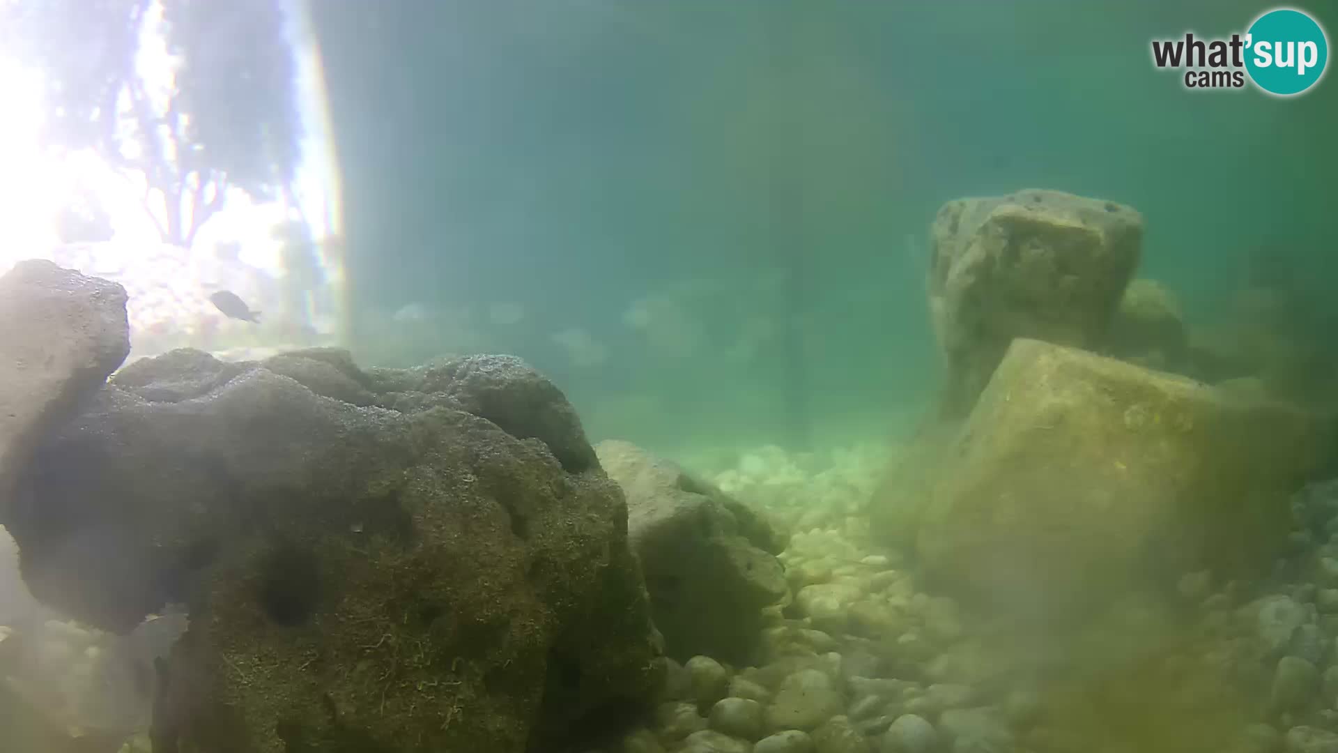 Acuario marino al aire libre Rogoznica webcam Croacia