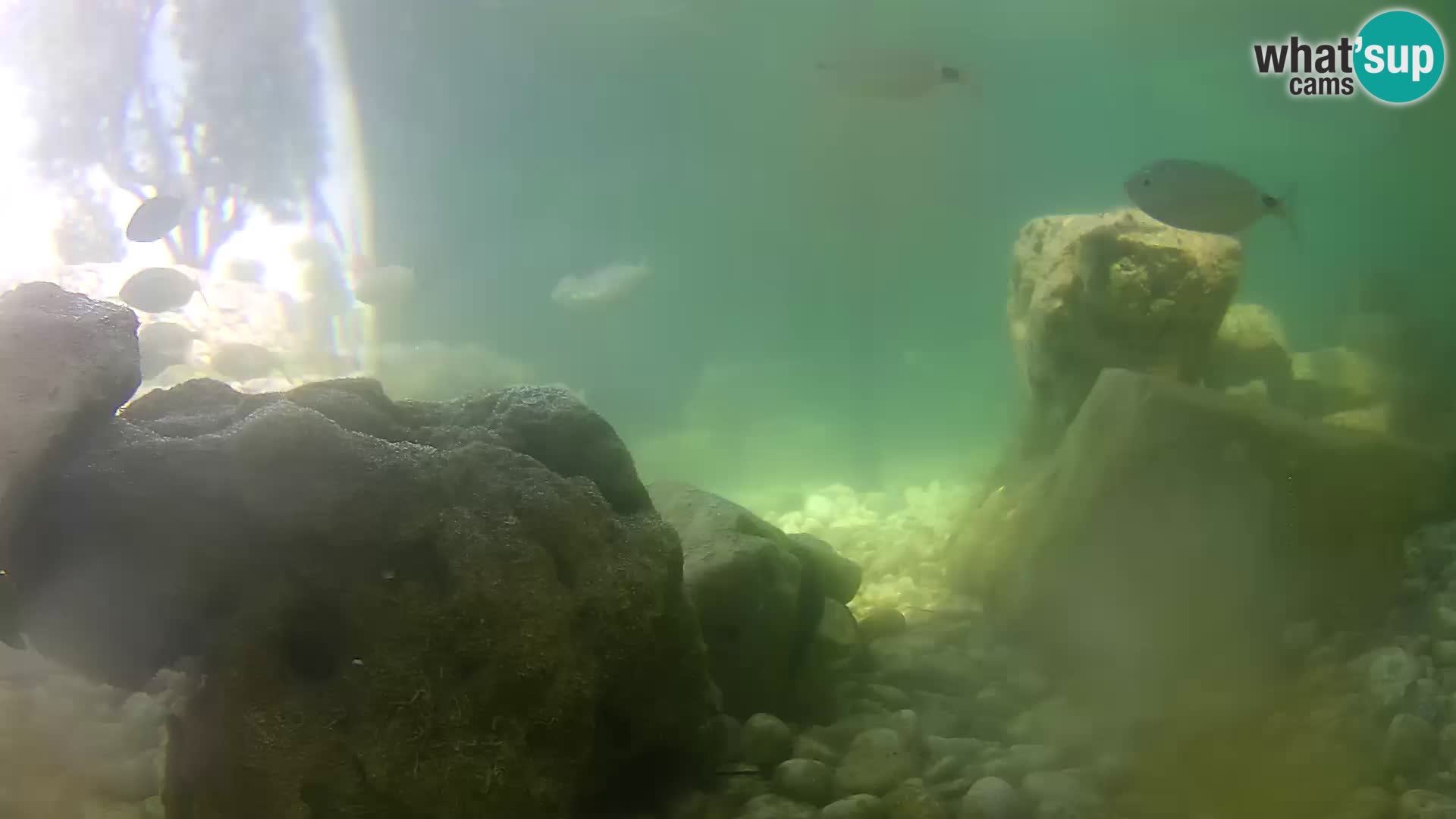 Outdoor Marine Aquarium Rogoznica webcam Croatia