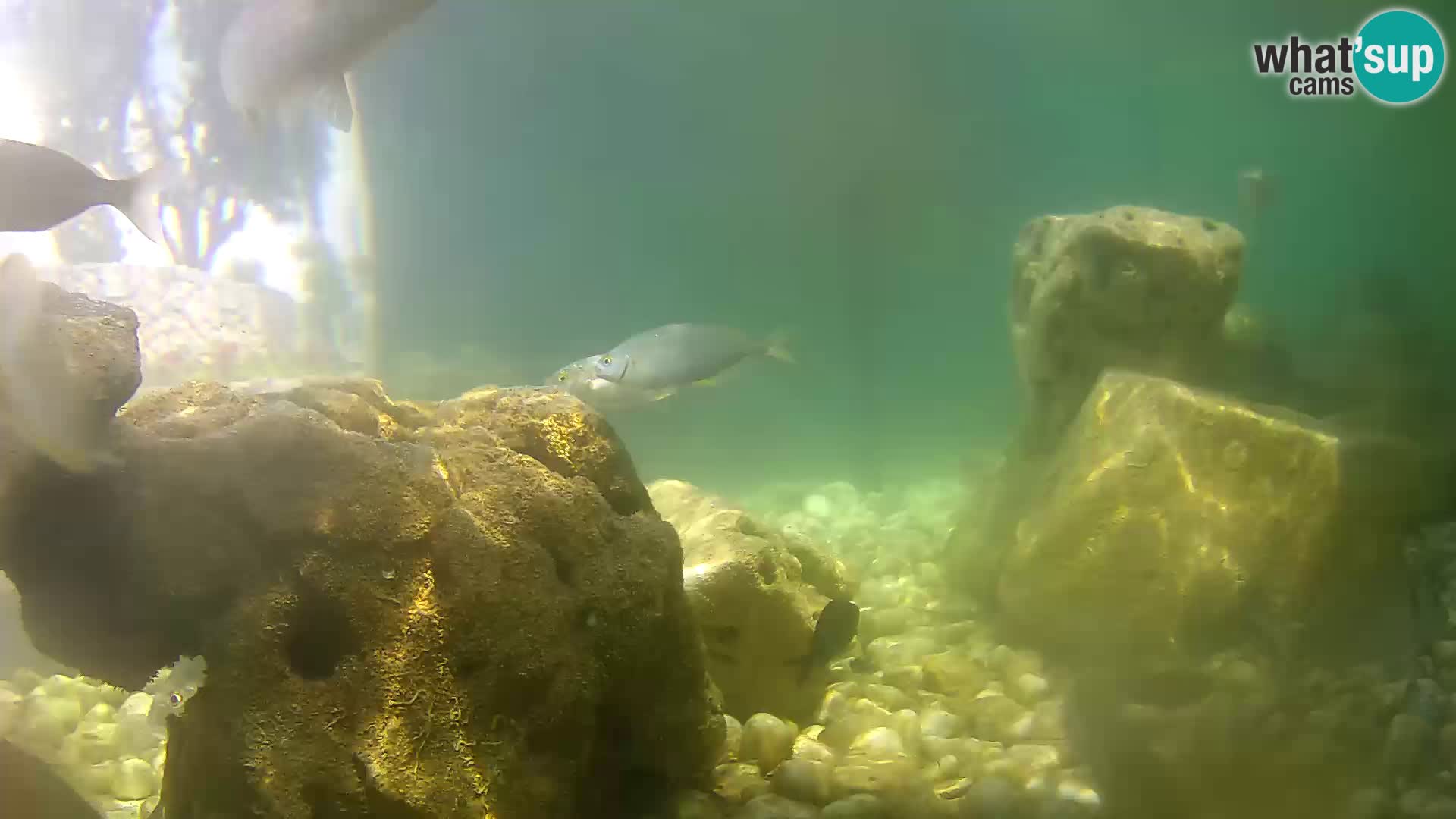Zunanji morski akvarij Rogoznica spletna kamera Hrvaška