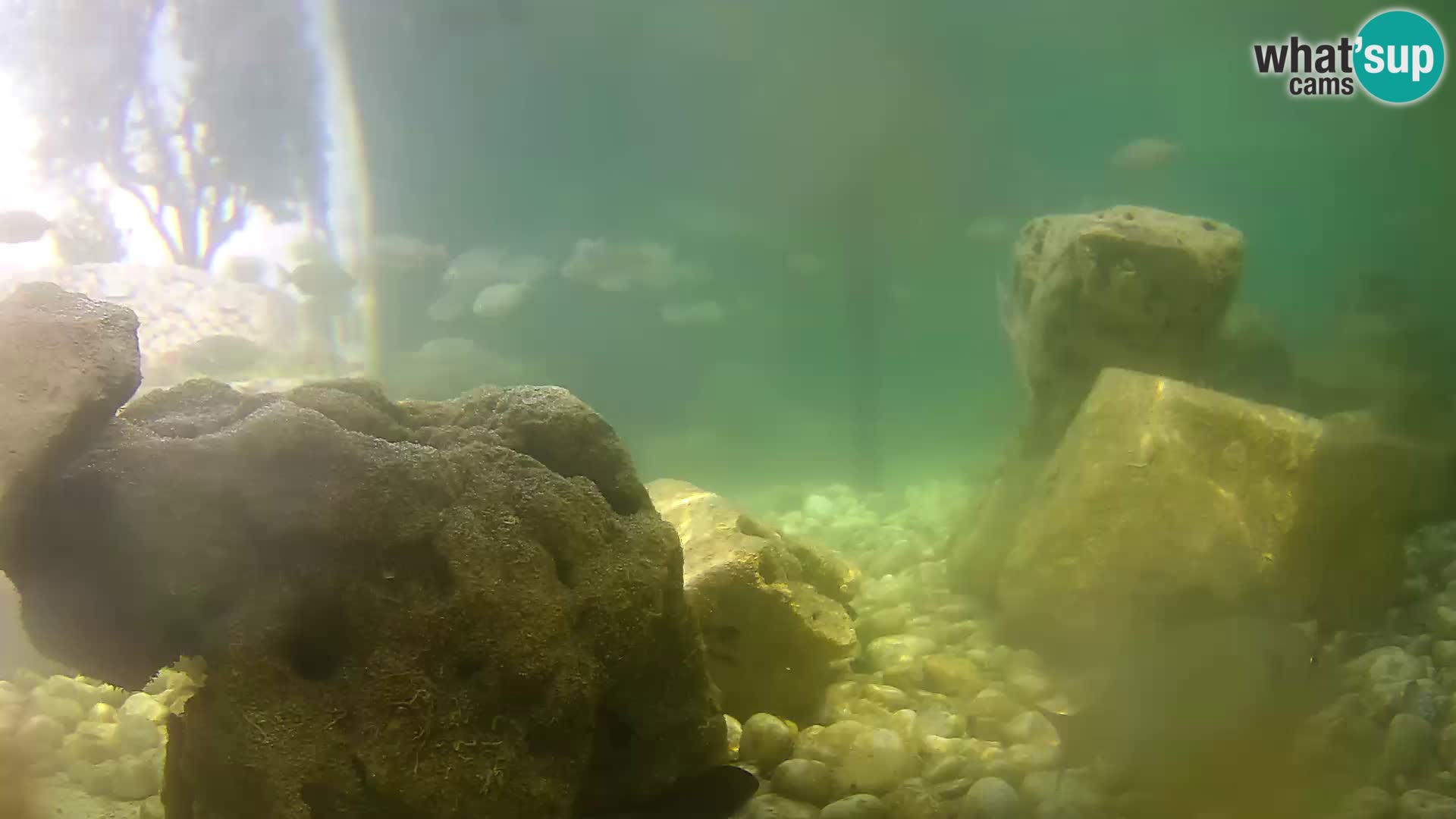 Acuario marino al aire libre Rogoznica webcam Croacia