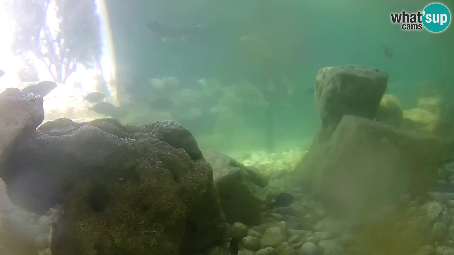 Aquario marino esterno –  Rogoznica livecam Croazia