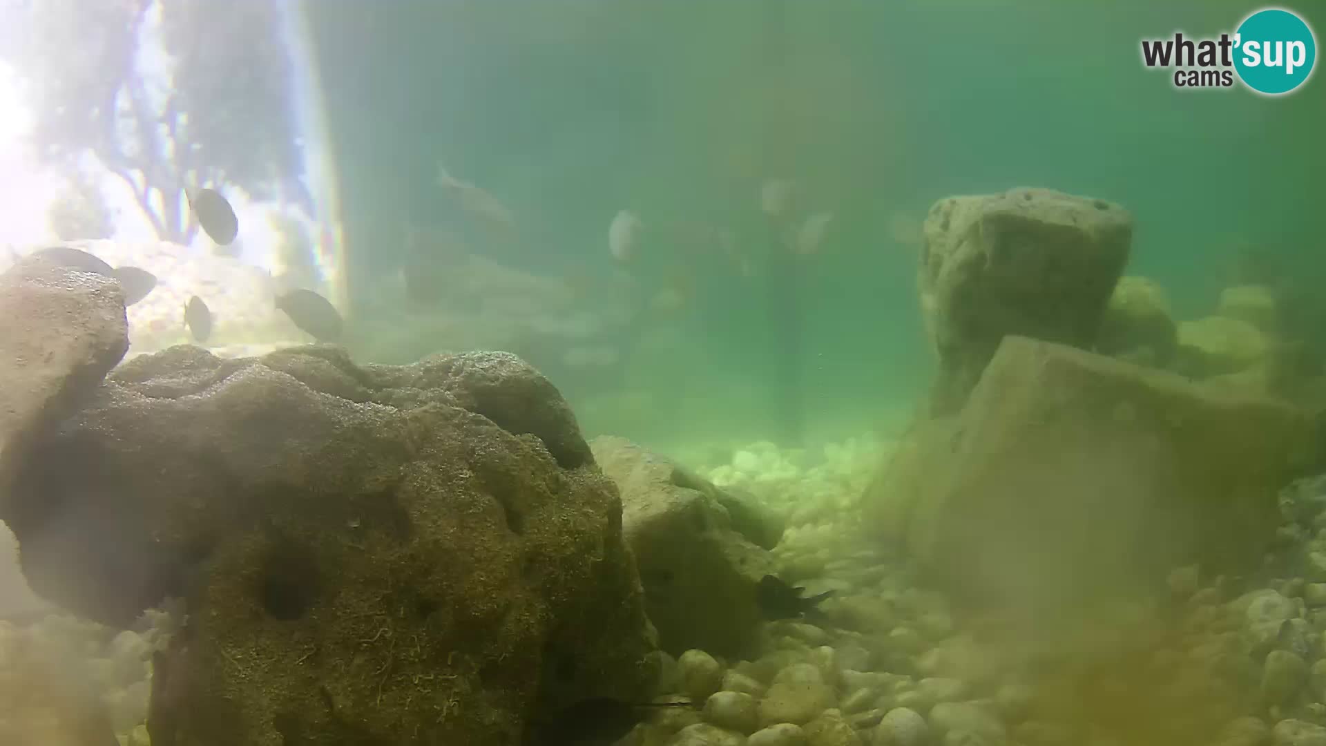 Outdoor Marine Aquarium Rogoznica webcam Croatia