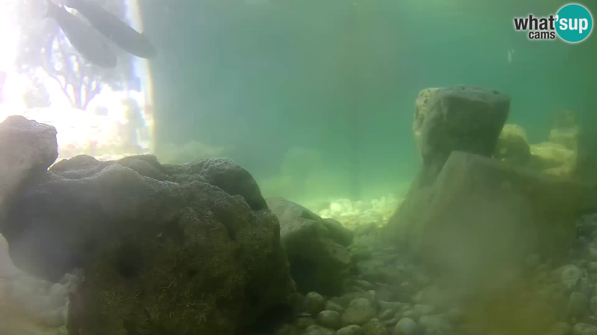 Acuario marino al aire libre Rogoznica webcam Croacia