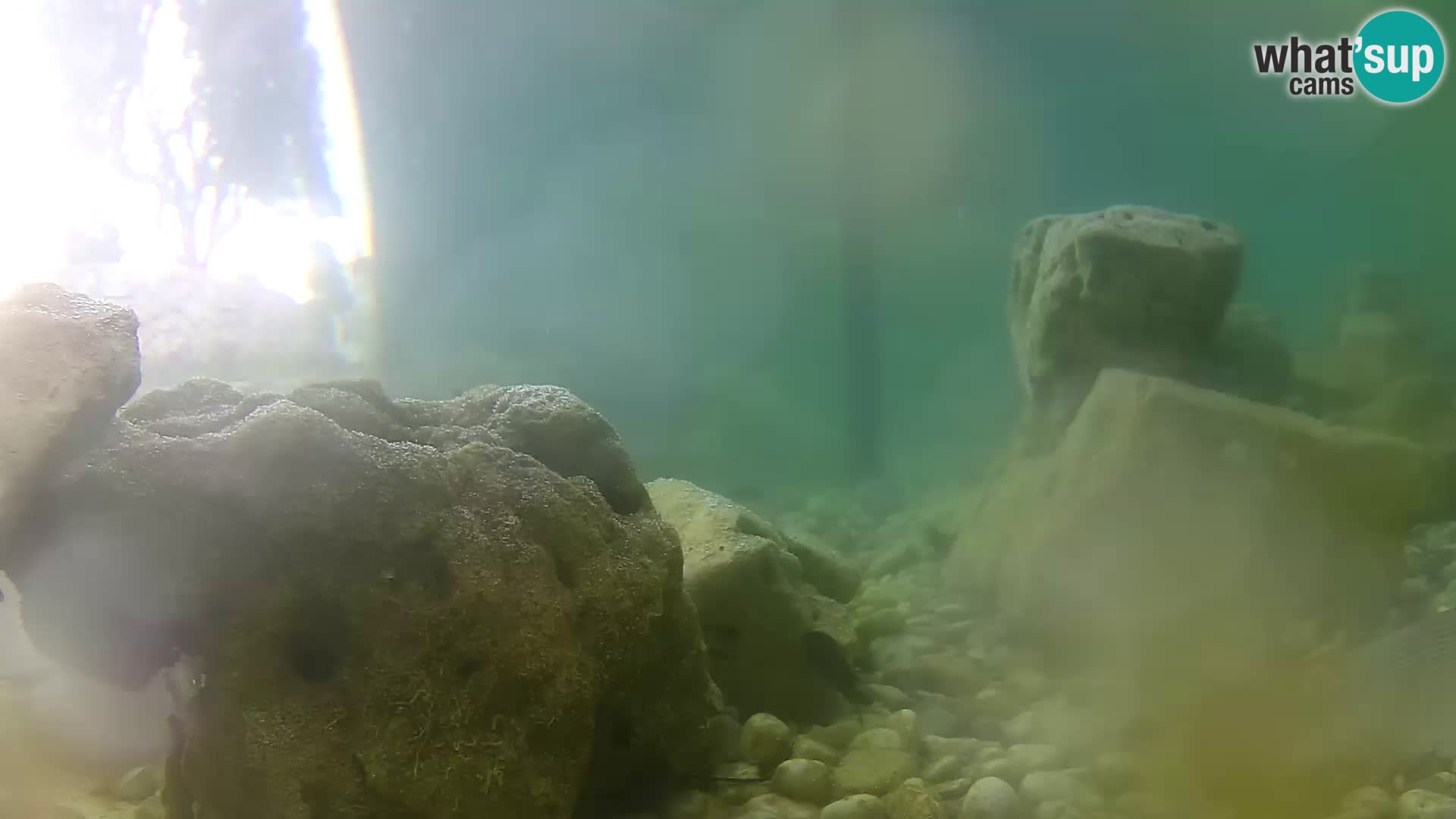 Aquario marino esterno –  Rogoznica livecam Croazia