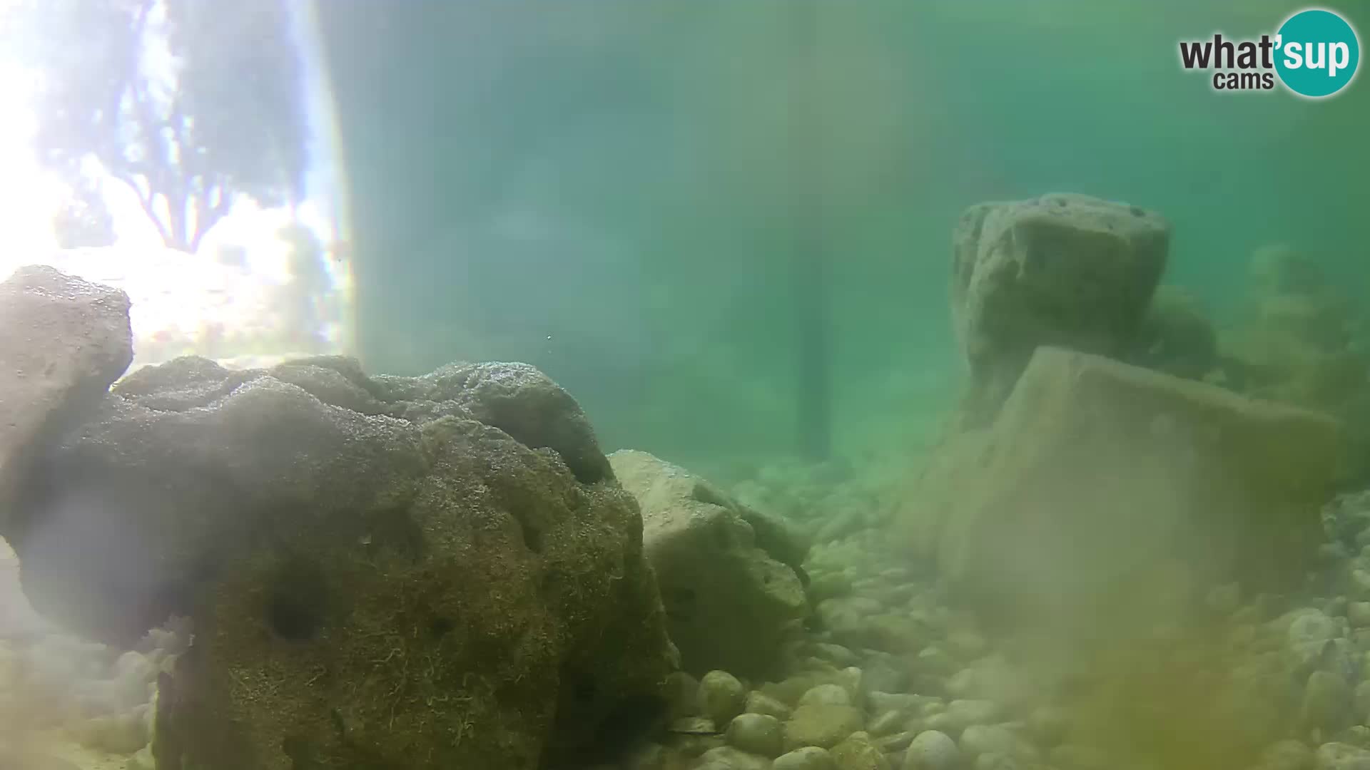 Acuario marino al aire libre Rogoznica webcam Croacia