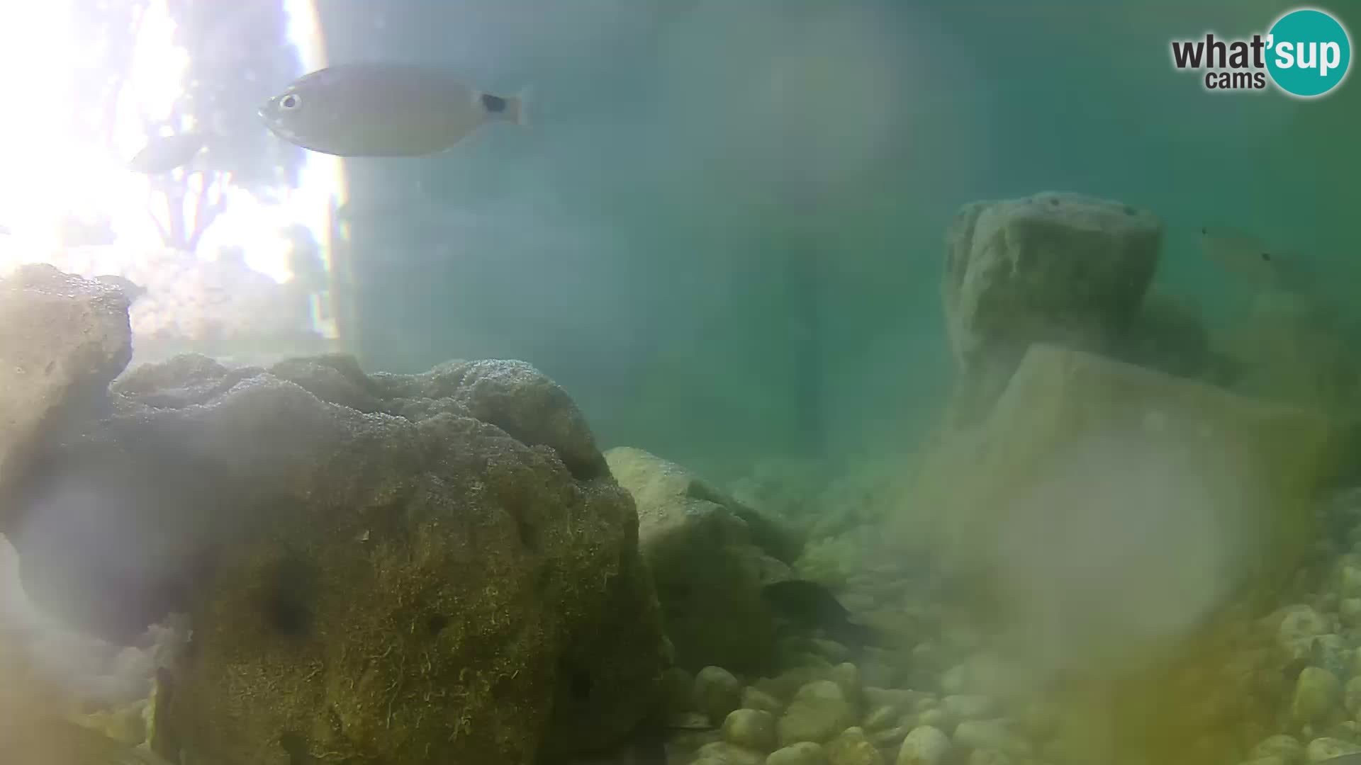 Outdoor Marine Aquarium Rogoznica webcam Croatia