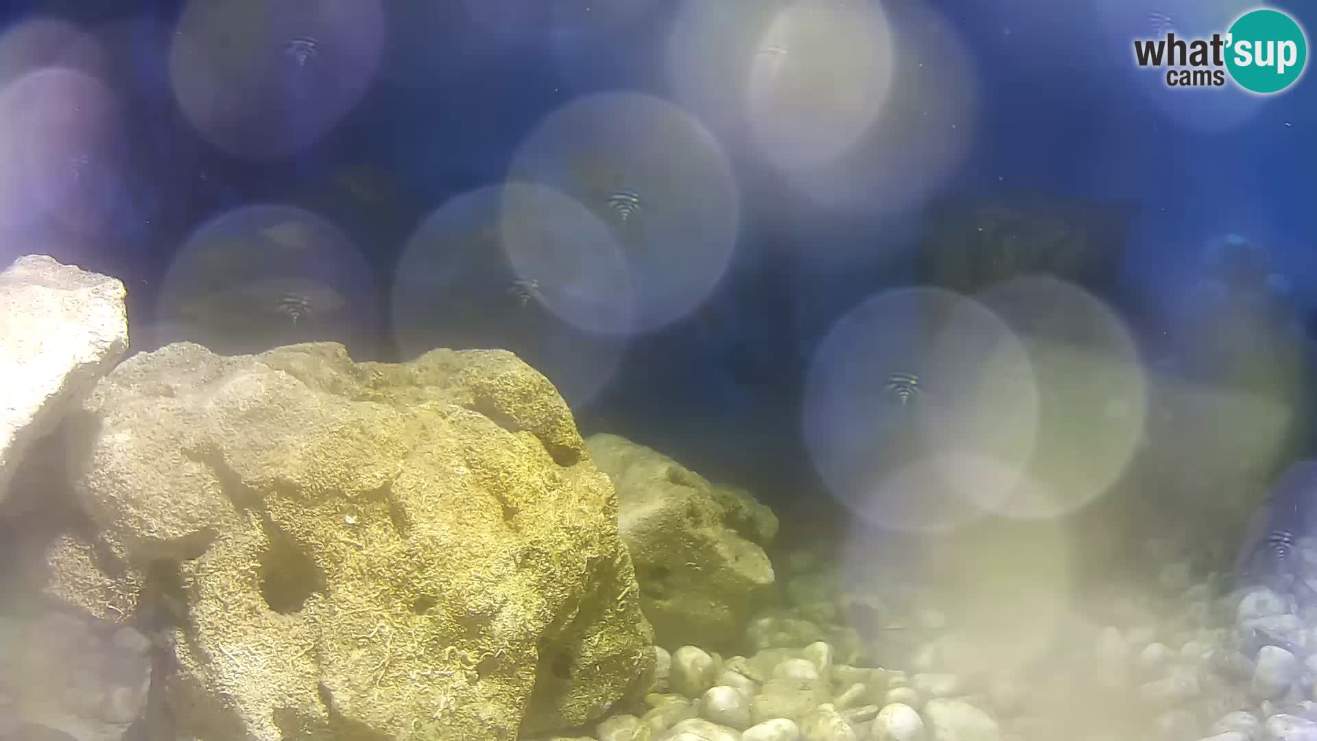 Acuario marino al aire libre Rogoznica webcam Croacia