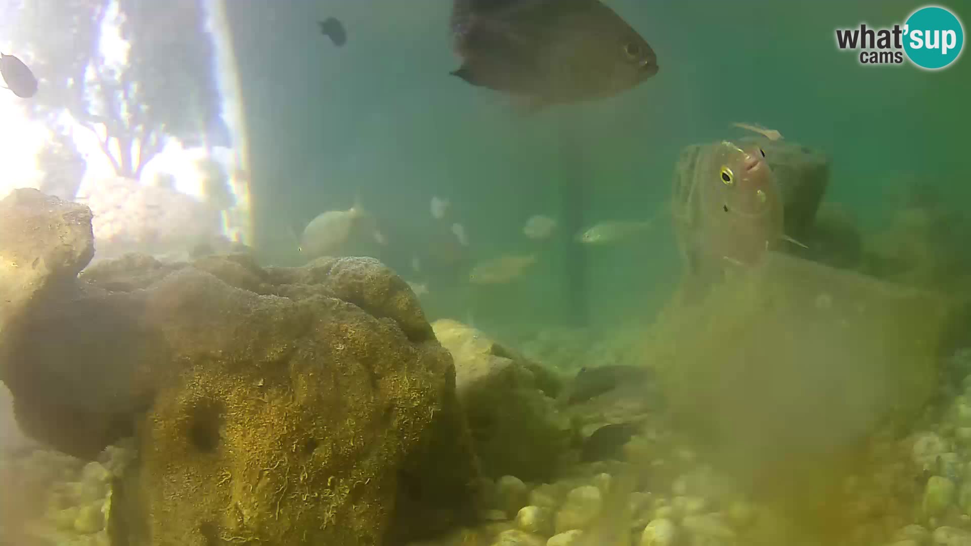 Outdoor Marine Aquarium Rogoznica webcam Croatia