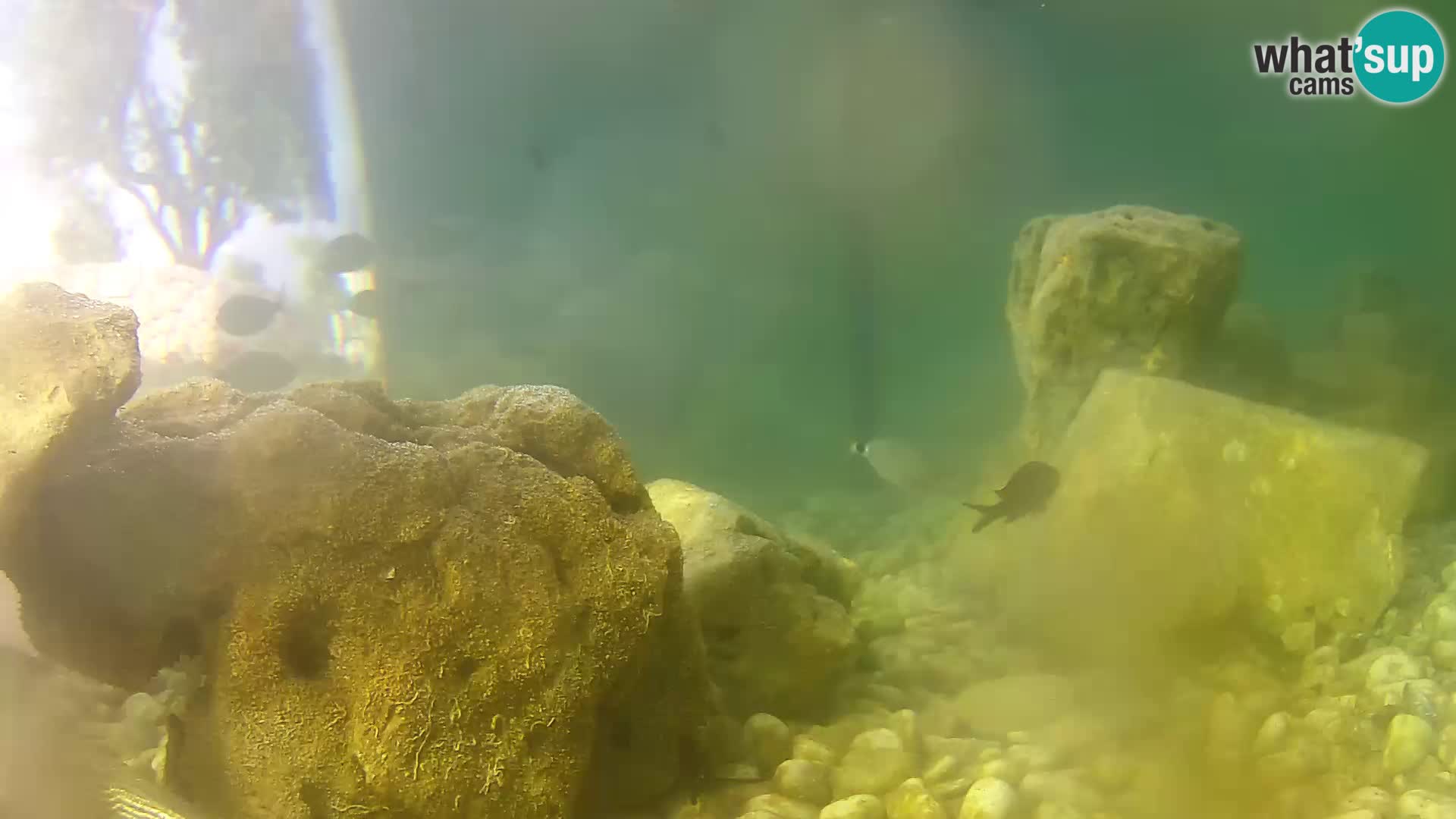 Aquario marino esterno –  Rogoznica livecam Croazia
