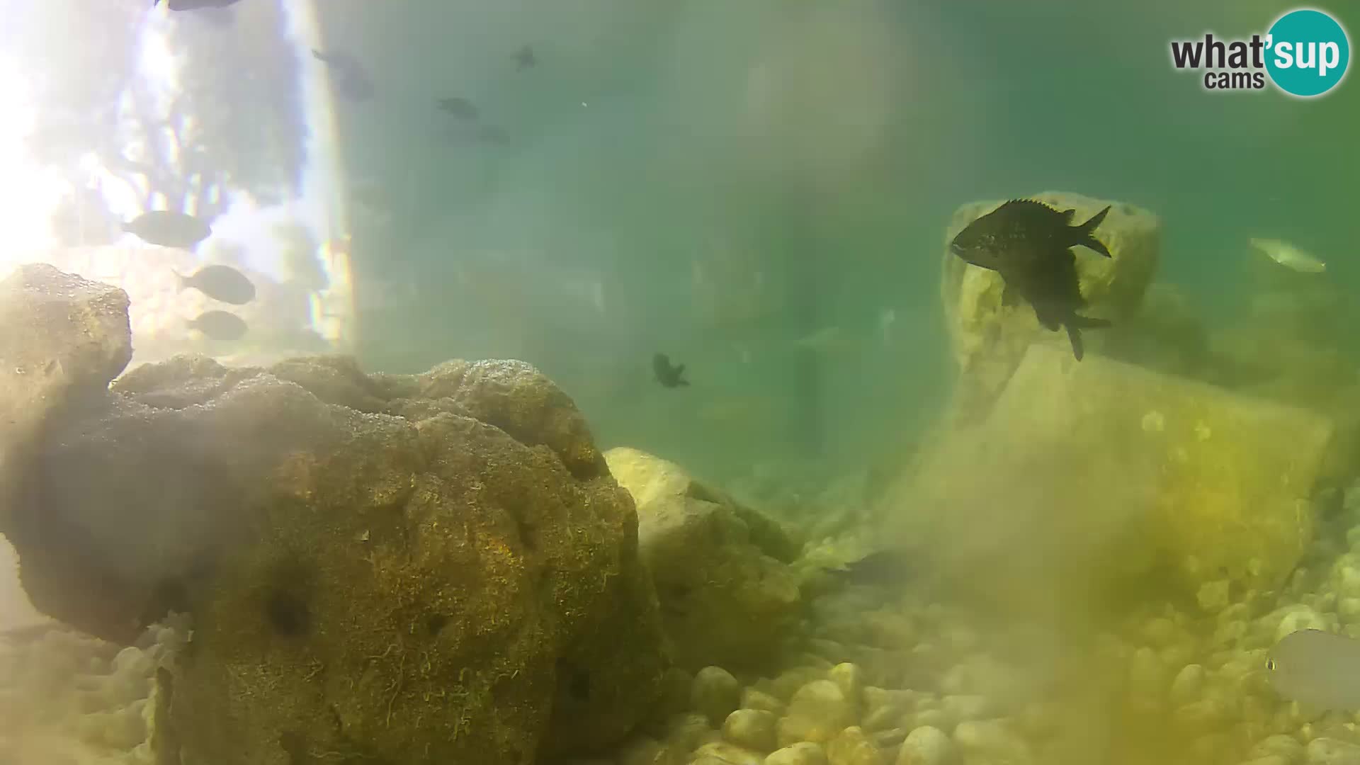 Acuario marino al aire libre Rogoznica webcam Croacia