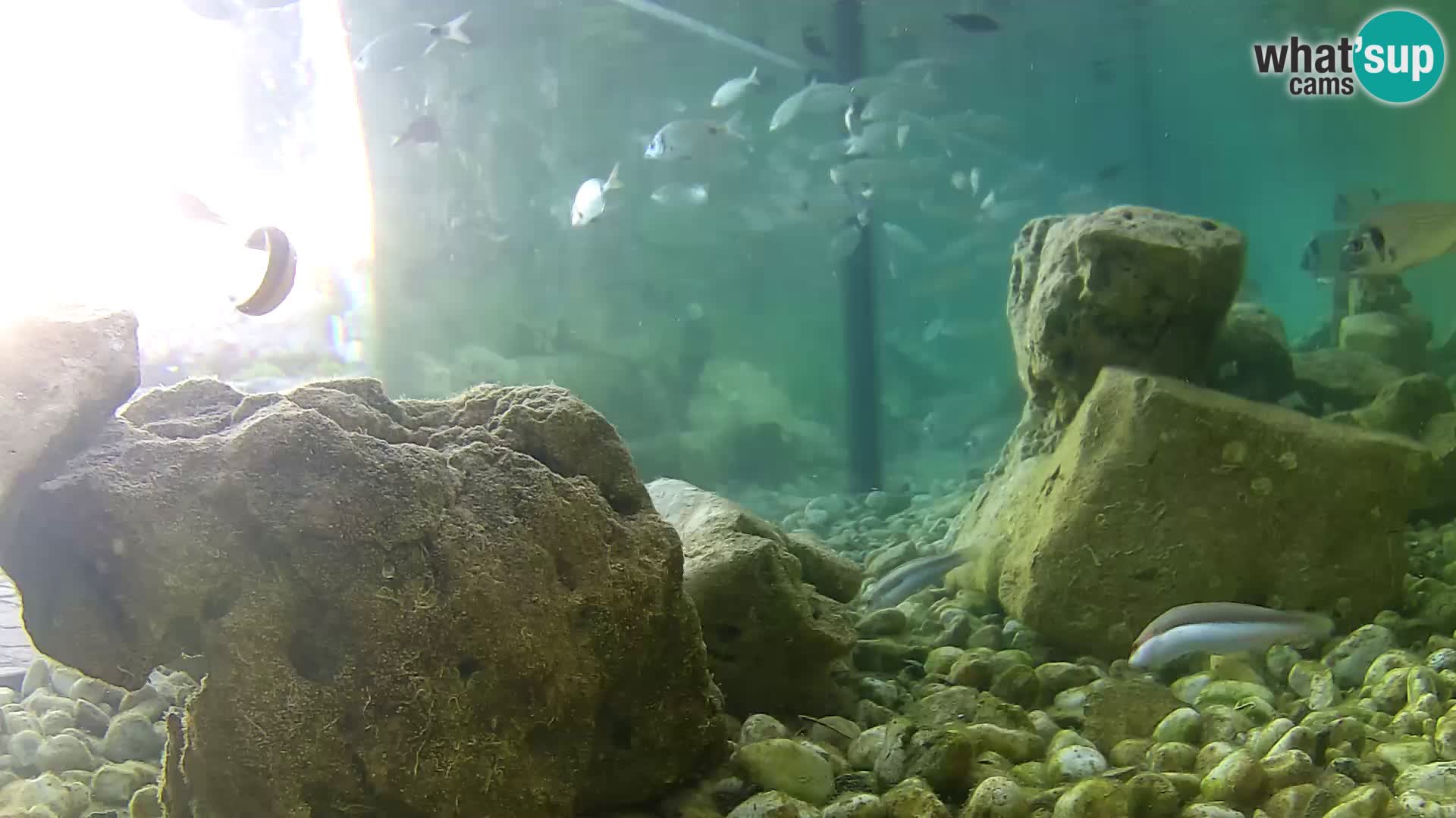 Marine Aquarium im Freien Rogoznica webcam Kroatien